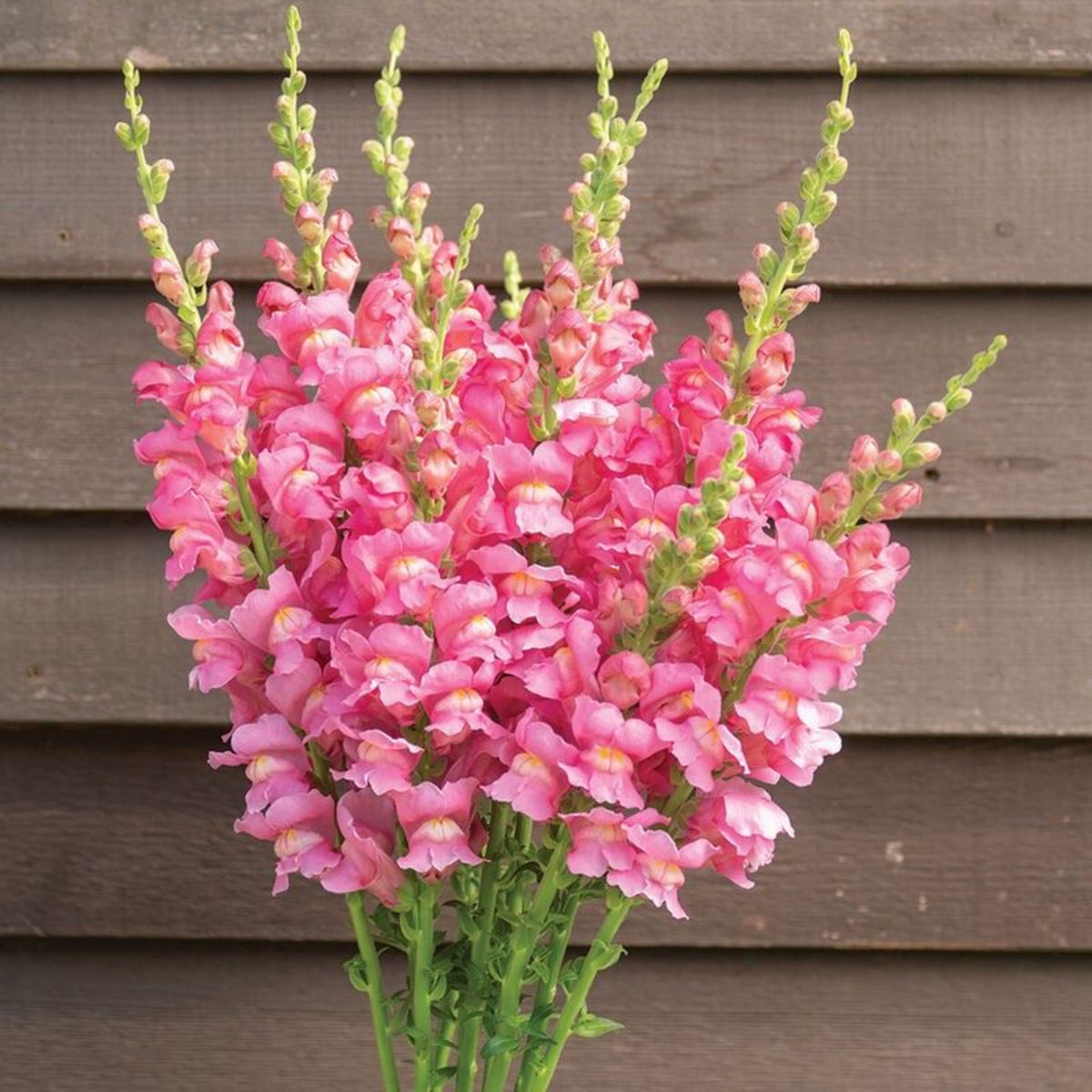 Pink Madame Butterfly Snapdragons Seeds - Cold Resistant, 30 seeds