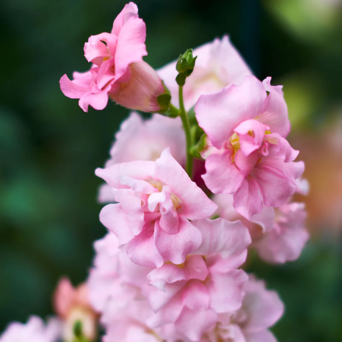 Pink Madame Butterfly Snapdragons Seeds - Cold Resistant, 30 seeds