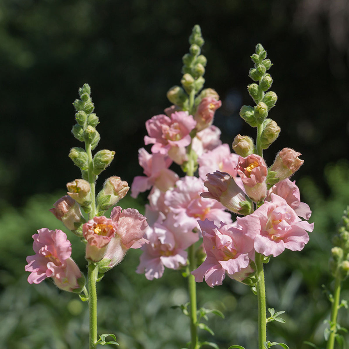 Pink Madame Butterfly Snapdragons Seeds - Cold Resistant, 30 seeds
