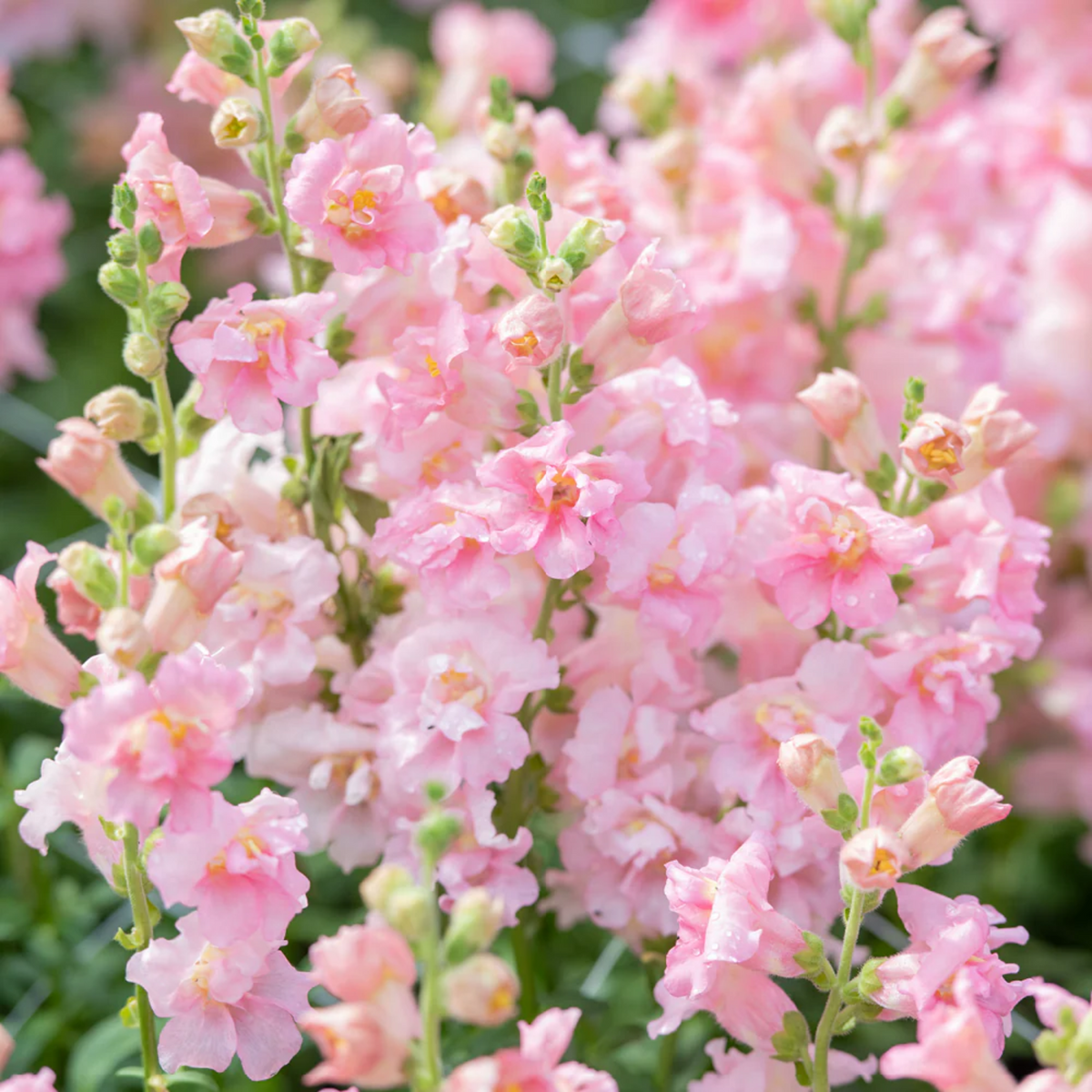 Pink Madame Butterfly Snapdragons Seeds - Cold Resistant, 30 seeds