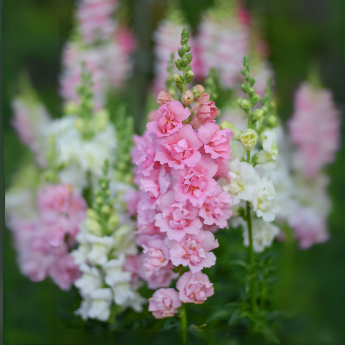 Pink Madame Butterfly Snapdragons Seeds - Cold Resistant, 30 seeds