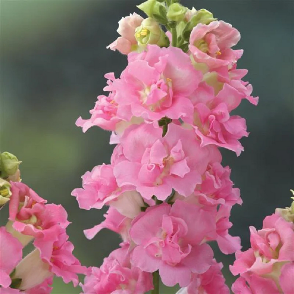 Pink Madame Butterfly Snapdragons Seeds - Cold Resistant, 30 seeds