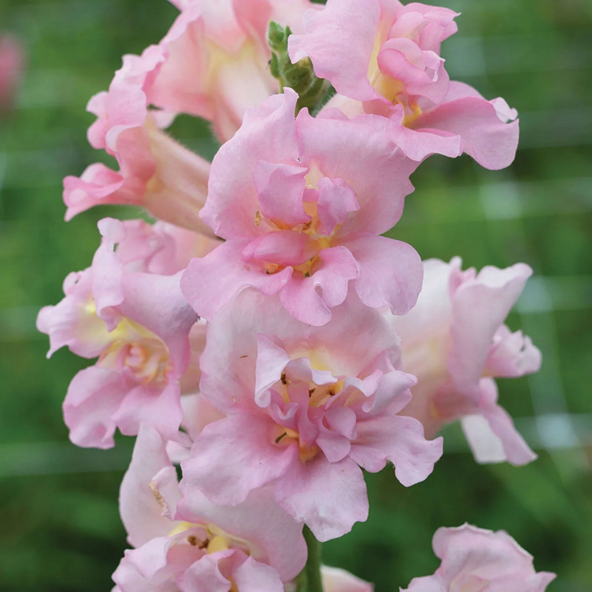 Pink Madame Butterfly Snapdragons Seeds - Cold Resistant, 30 seeds