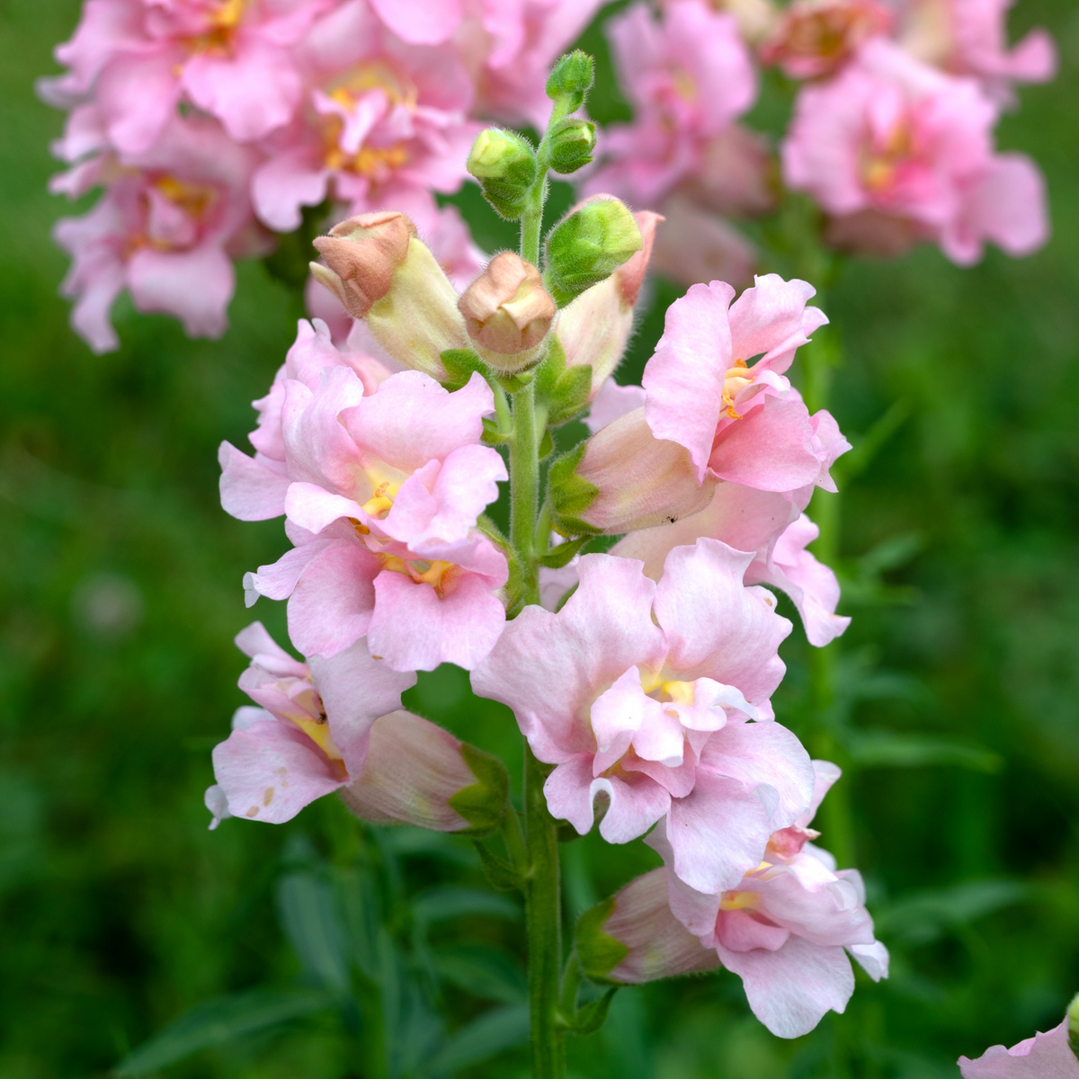 Pink Madame Butterfly Snapdragons Seeds - Cold Resistant, 30 seeds