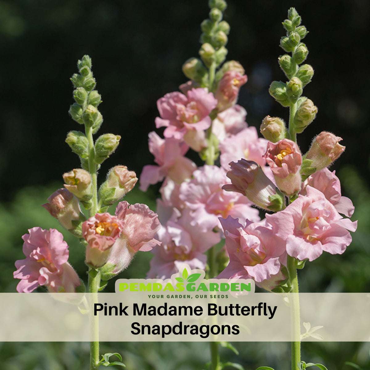 Pink Madame Butterfly Snapdragons Seeds - Cold Resistant, 30 seeds