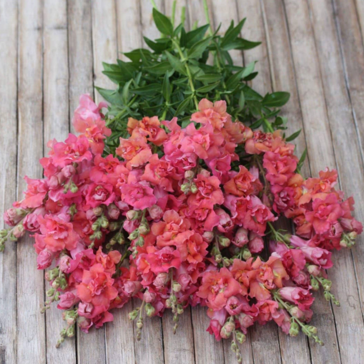 Madame Butterfly Bronze Snapdragon Seeds - Cold Resistant, 30 seeds