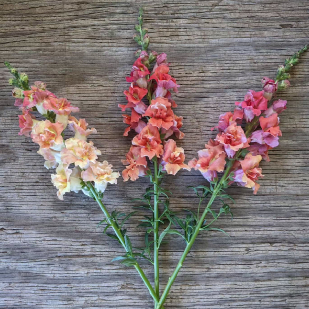 Madame Butterfly Bronze Snapdragon Seeds - Cold Resistant, 30 seeds