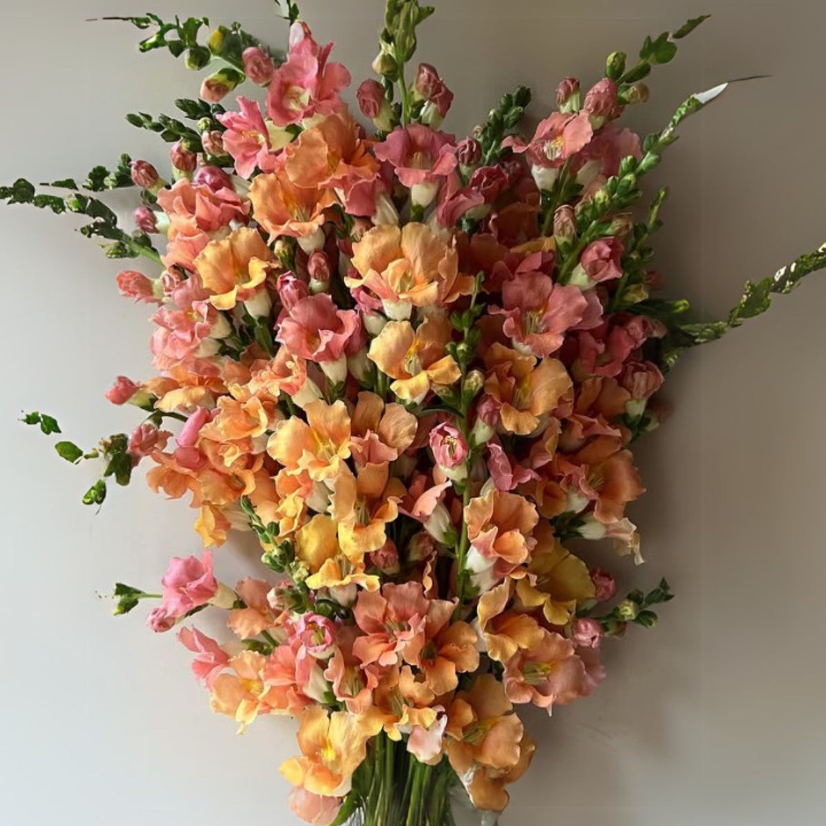 Madame Butterfly Bronze Snapdragon Seeds - Cold Resistant, 30 seeds