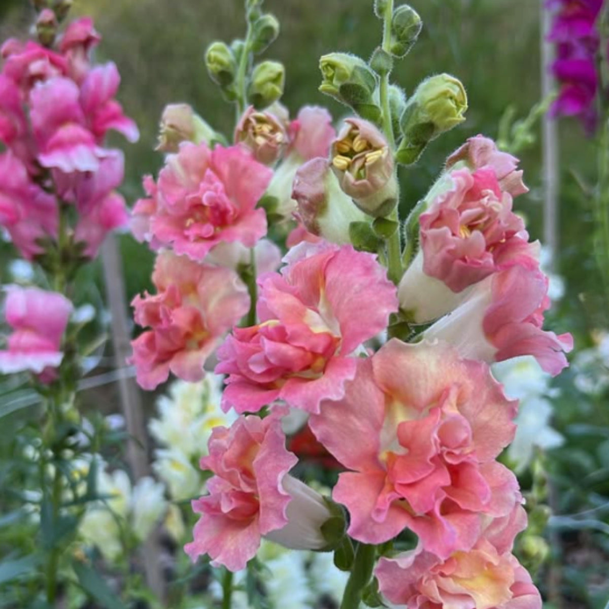 Madame Butterfly Bronze Snapdragon Seeds - Cold Resistant, 30 seeds