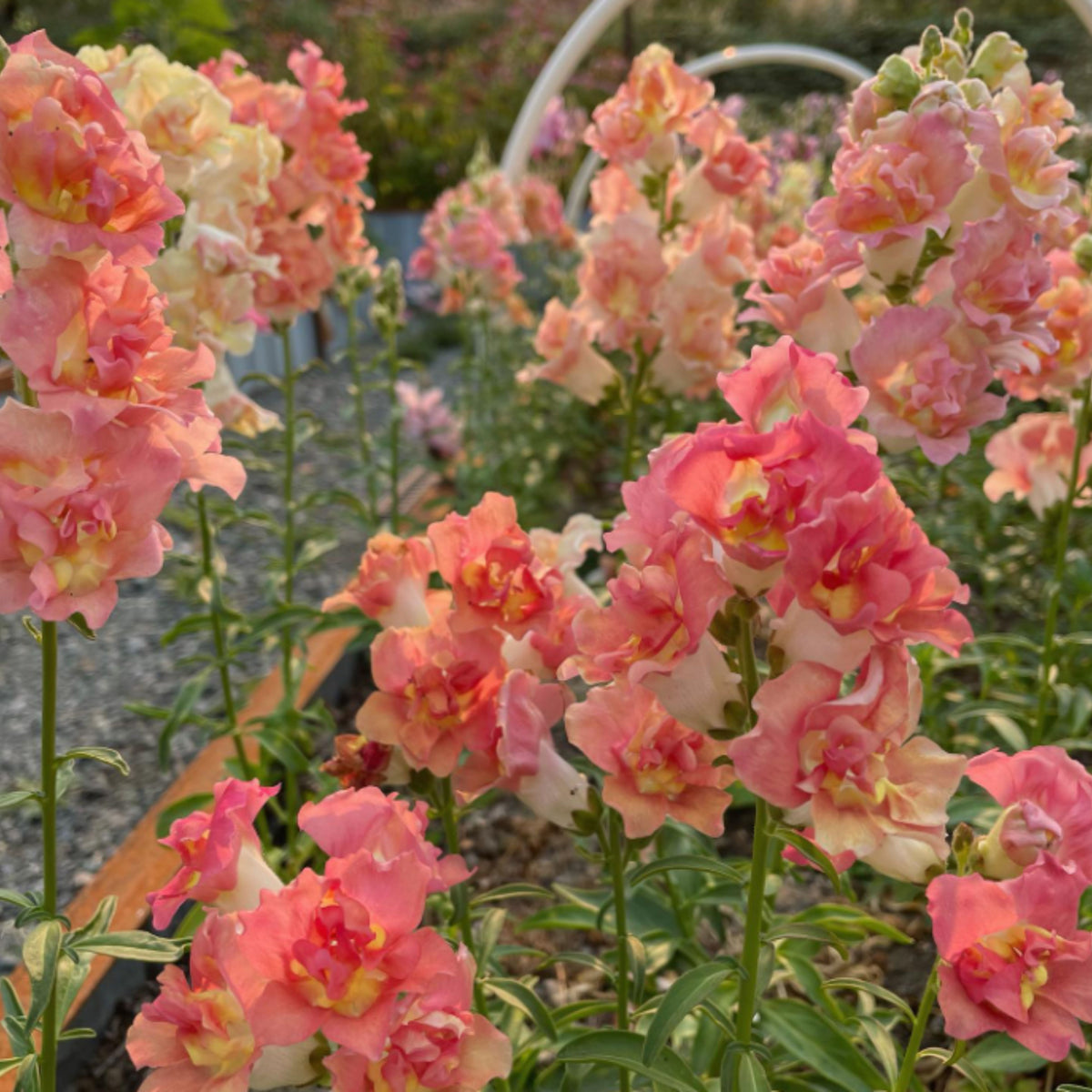 Madame Butterfly Bronze Snapdragon Seeds - Cold Resistant, 30 seeds