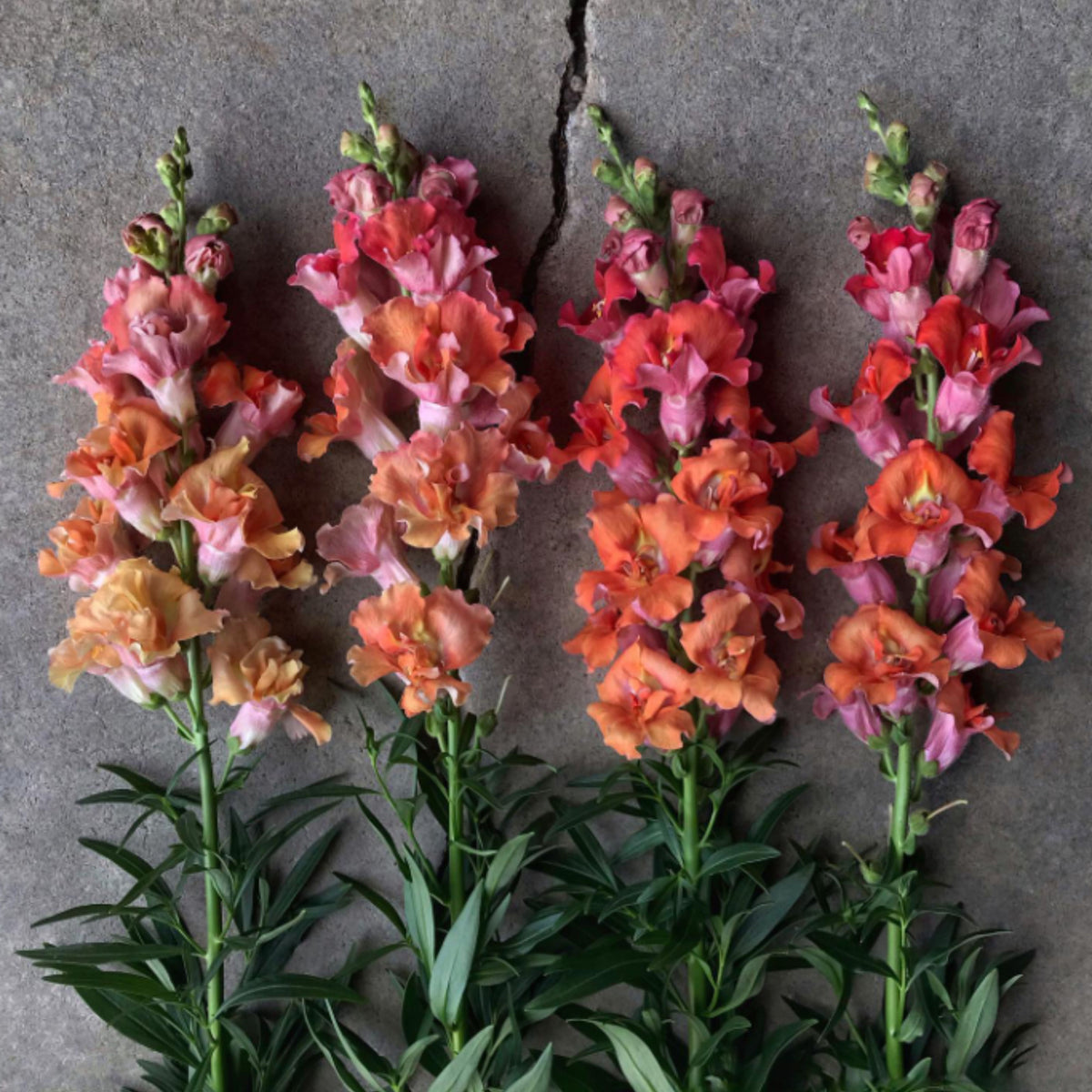 Madame Butterfly Bronze Snapdragon Seeds - Cold Resistant, 30 seeds