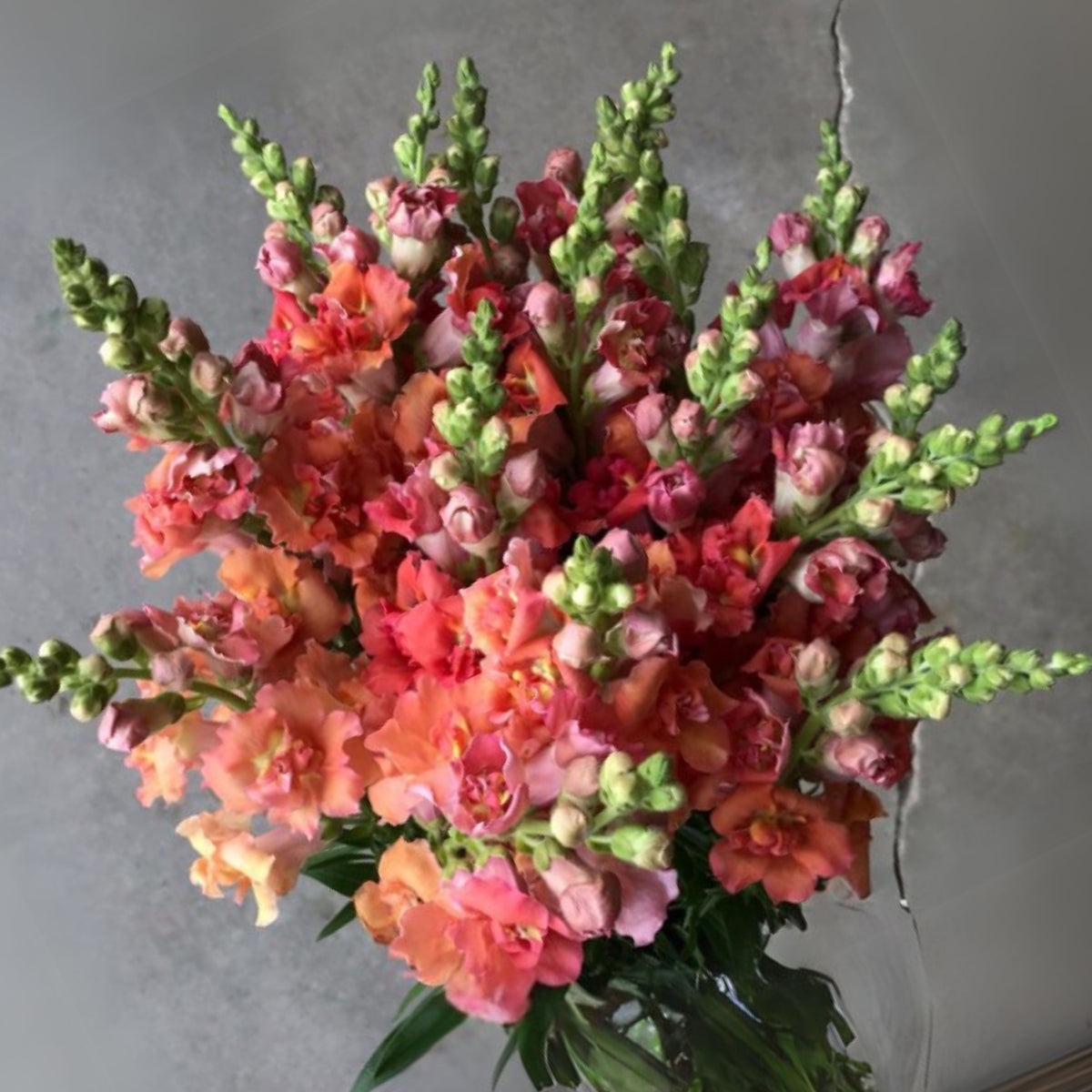 Madame Butterfly Bronze Snapdragon Seeds - Cold Resistant, 30 seeds