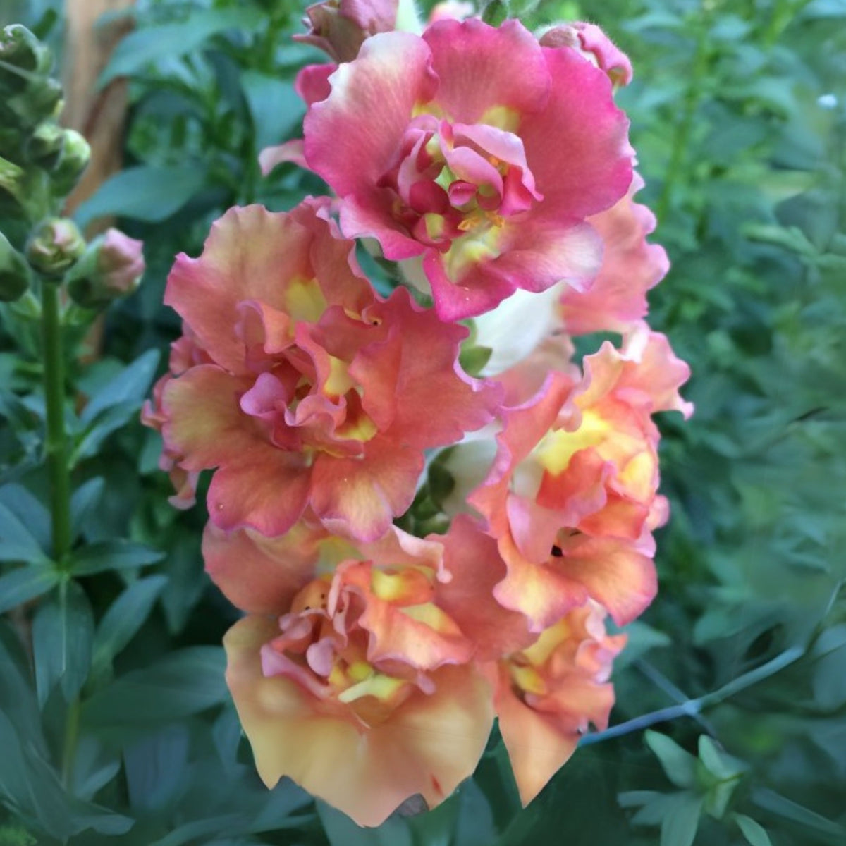 Madame Butterfly Bronze Snapdragon Seeds - Cold Resistant, 30 seeds