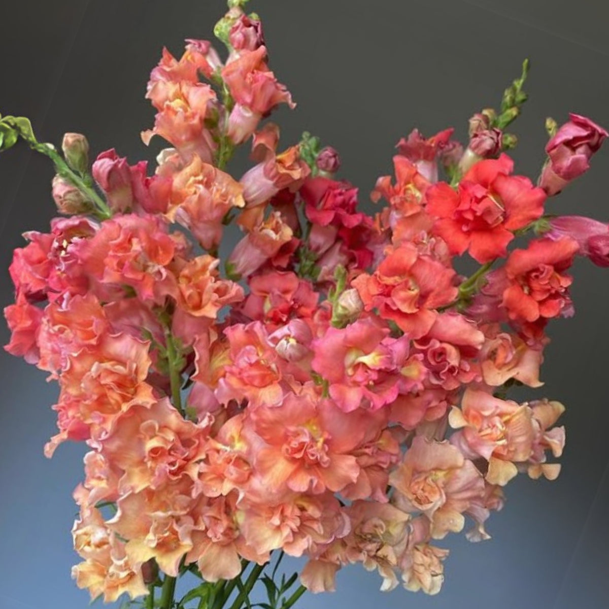 Madame Butterfly Bronze Snapdragon Seeds - Cold Resistant, 30 seeds