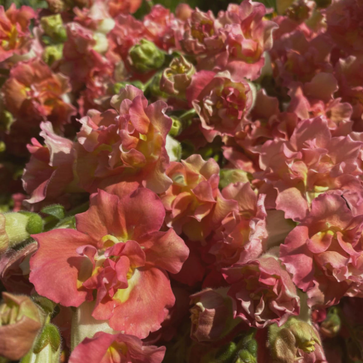 Madame Butterfly Bronze Snapdragon Seeds - Cold Resistant, 30 seeds