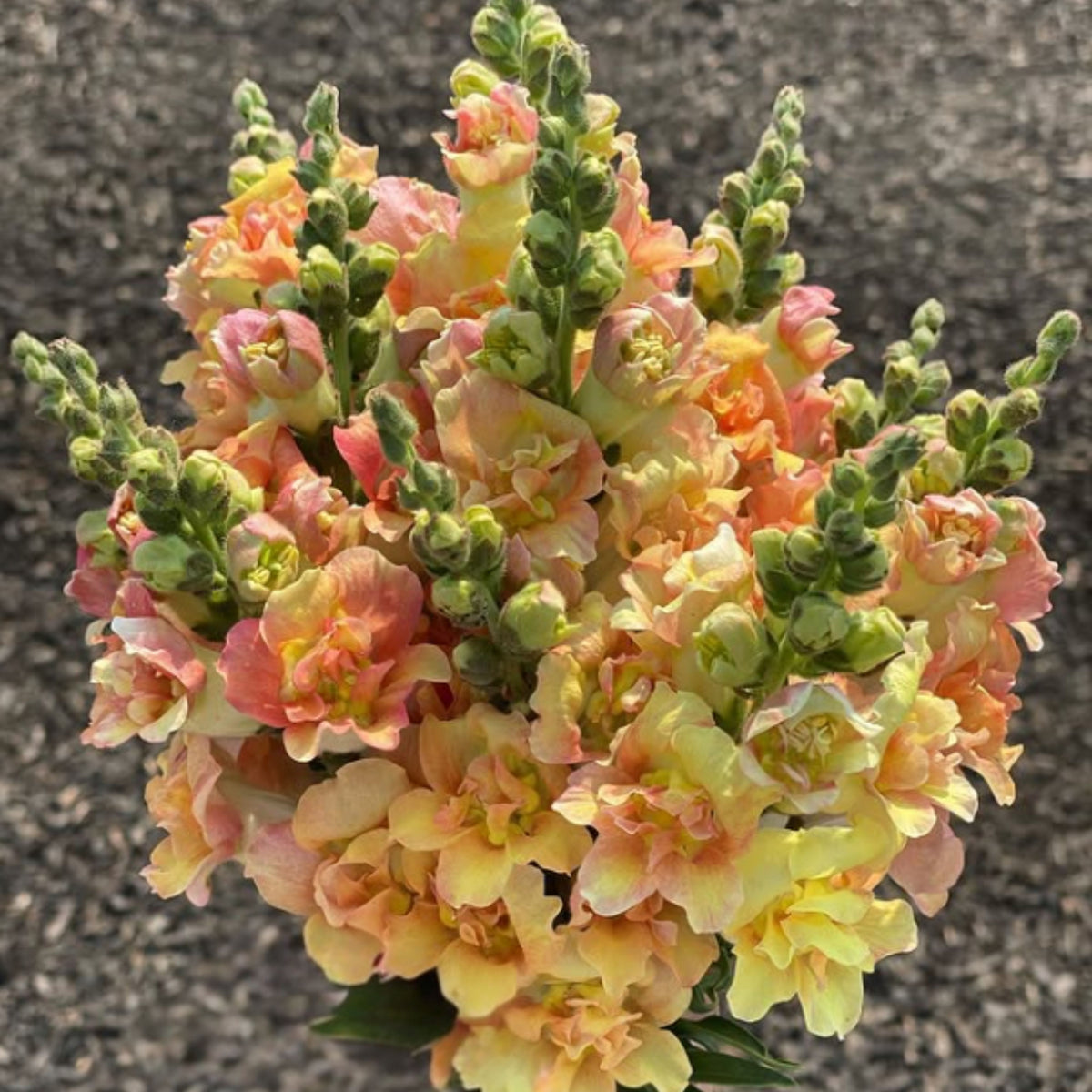 Madame Butterfly Bronze Snapdragon Seeds - Cold Resistant, 30 seeds