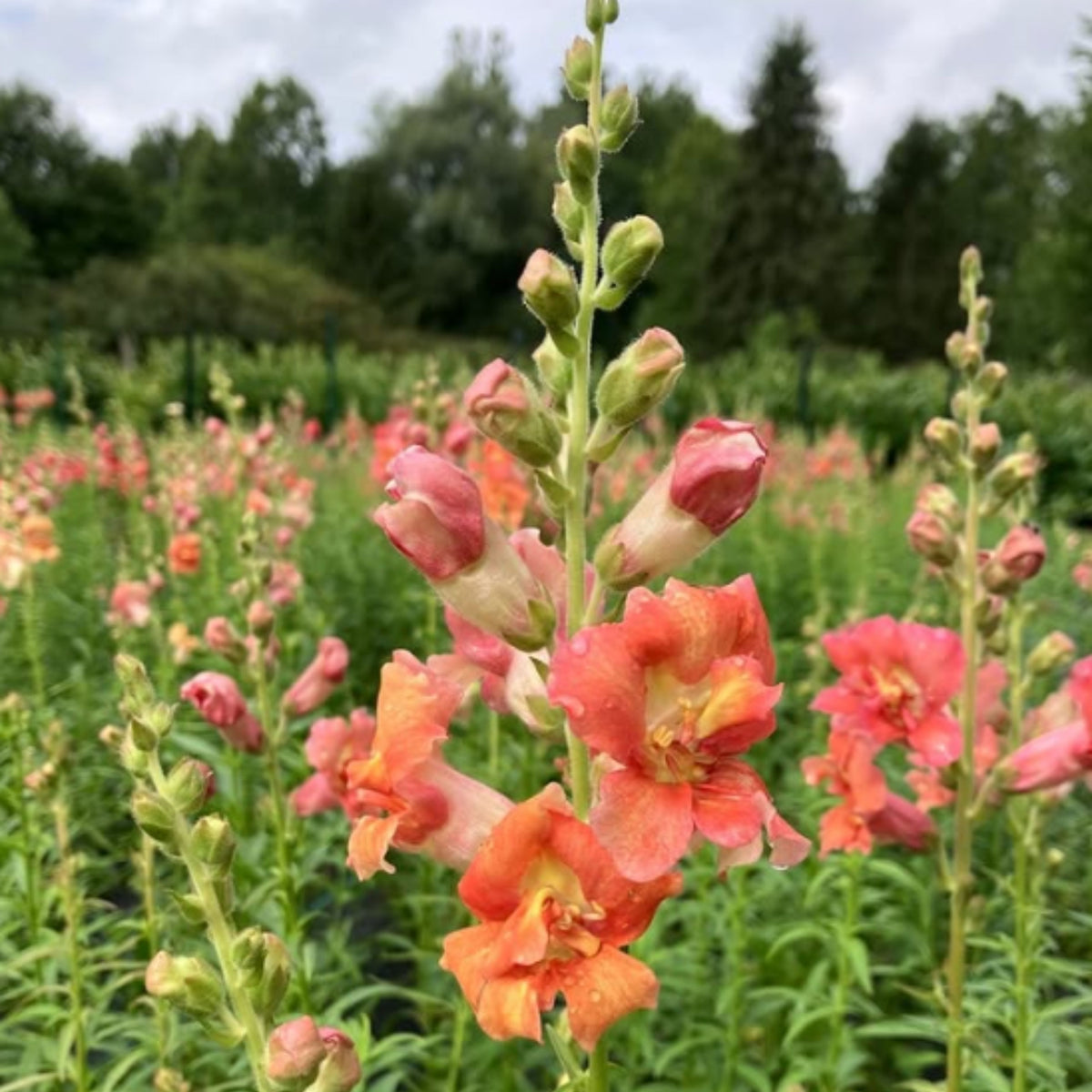 Madame Butterfly Bronze Snapdragon Seeds - Cold Resistant, 30 seeds