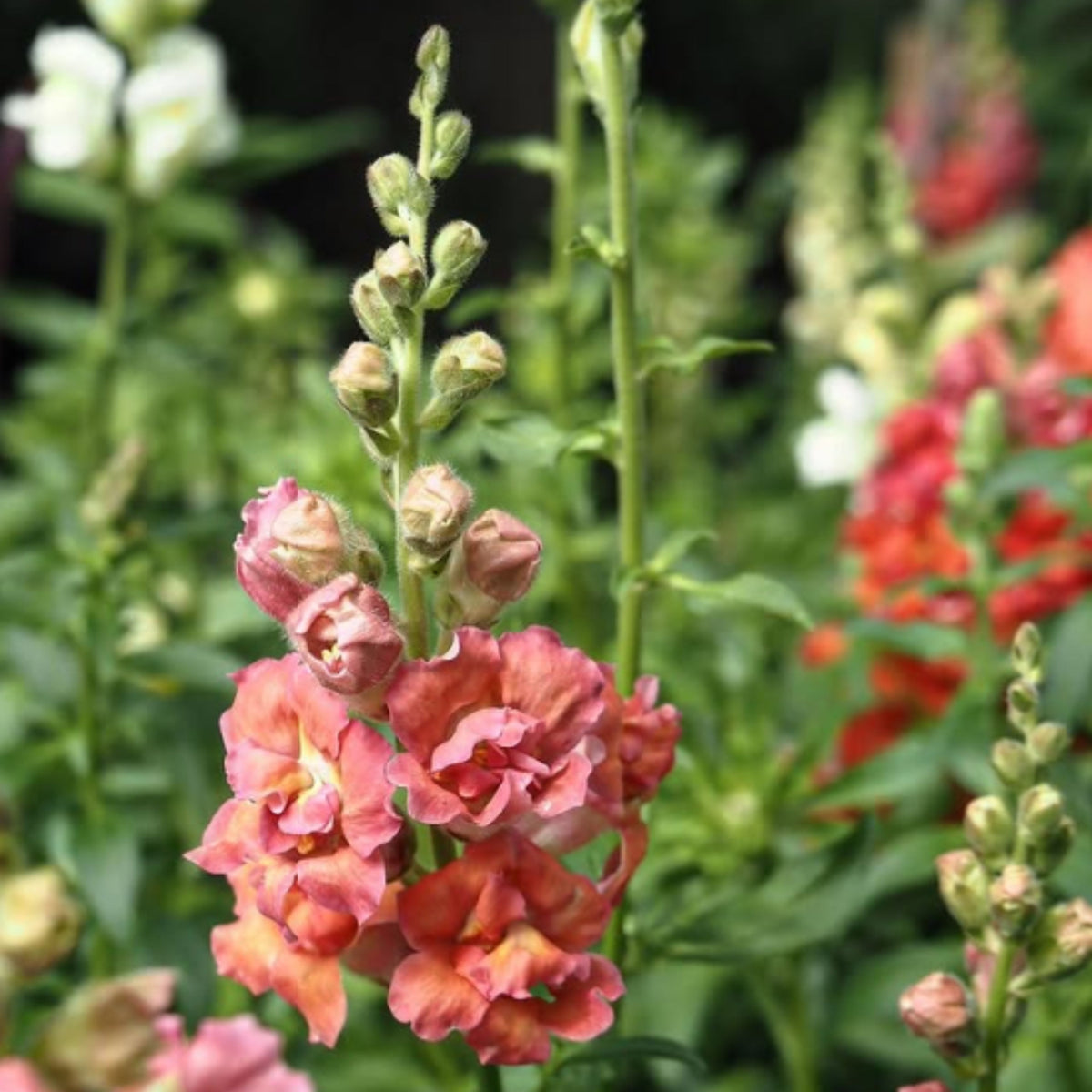 Madame Butterfly Bronze Snapdragon Seeds - Cold Resistant, 30 seeds