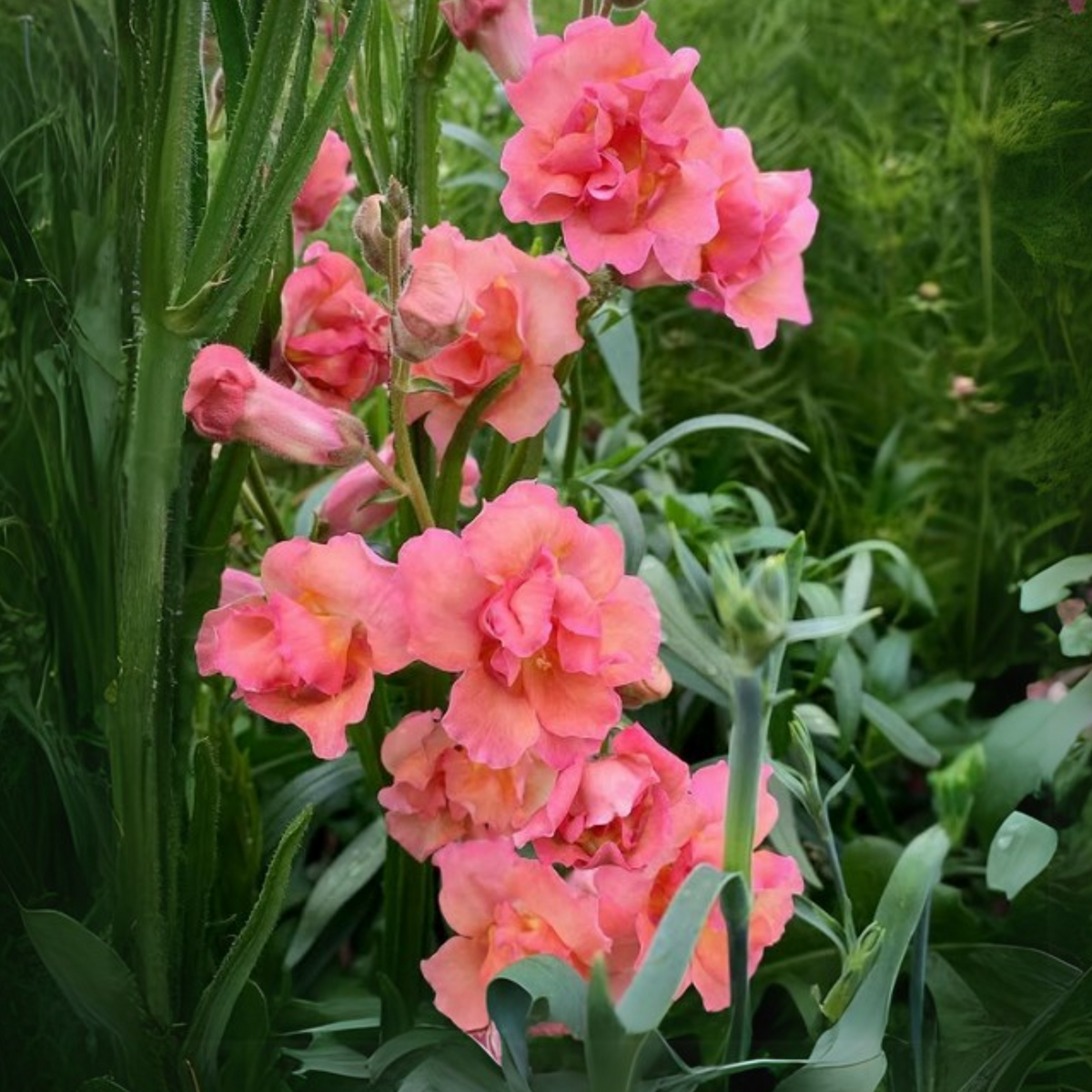 Madame Butterfly Bronze Snapdragon Seeds - Cold Resistant, 30 seeds
