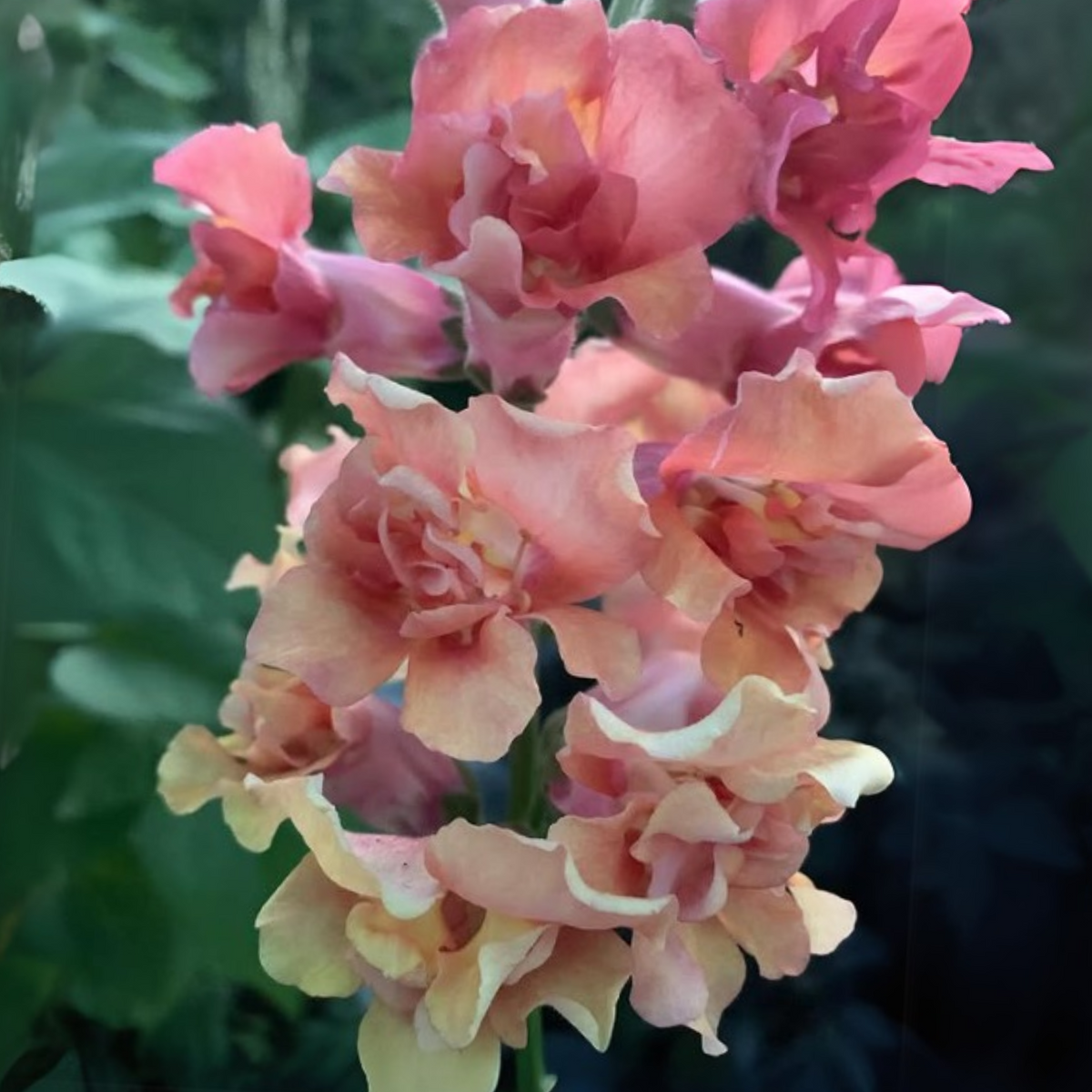 Madame Butterfly Bronze Snapdragon Seeds - Cold Resistant, 30 seeds
