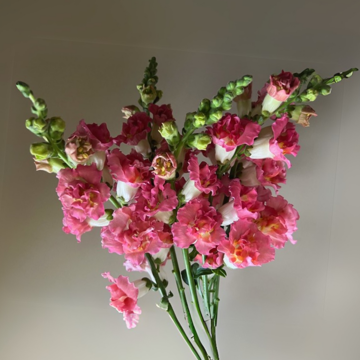 Madame Butterfly Bronze Snapdragon Seeds - Cold Resistant, 30 seeds
