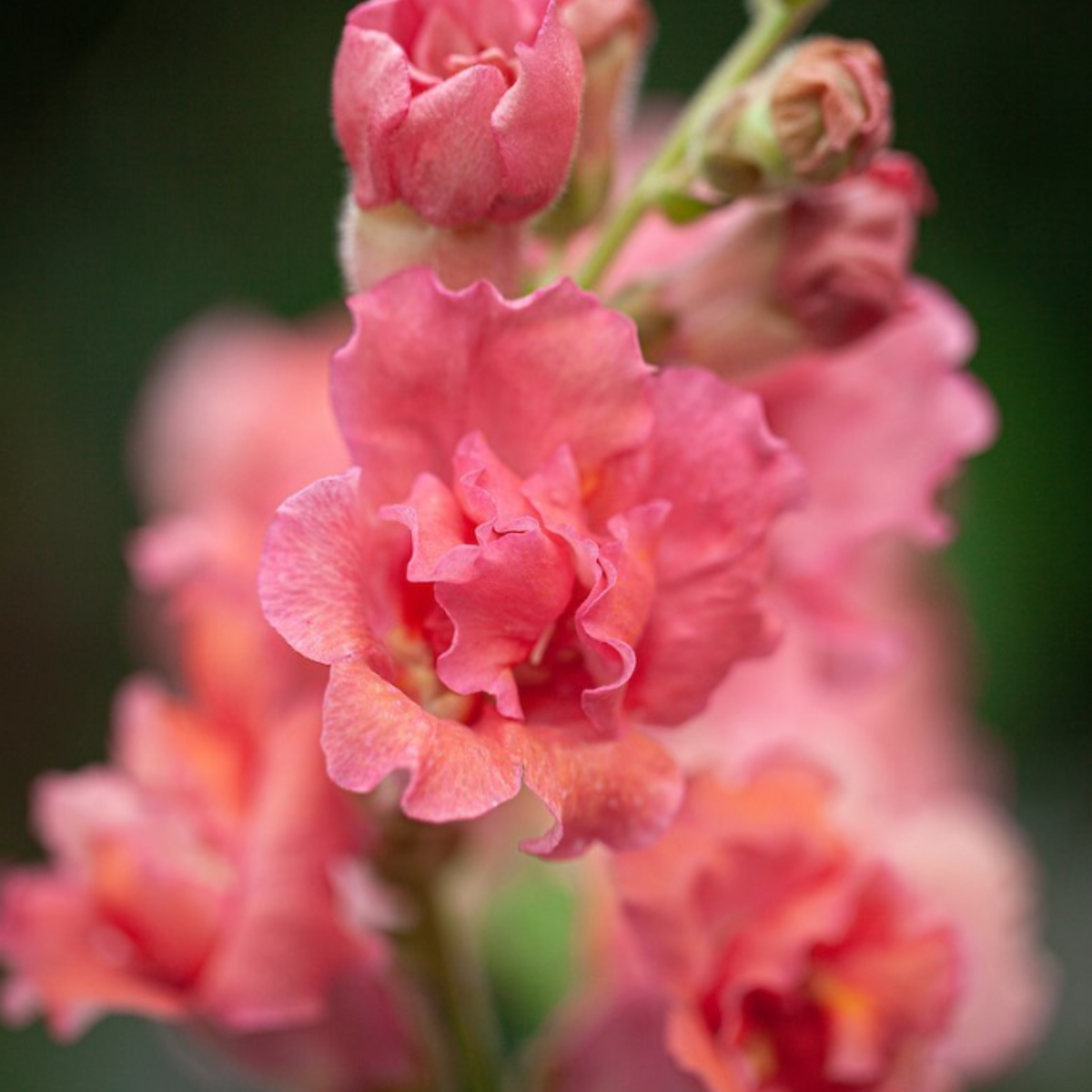 Madame Butterfly Bronze Snapdragon Seeds - Cold Resistant, 30 seeds