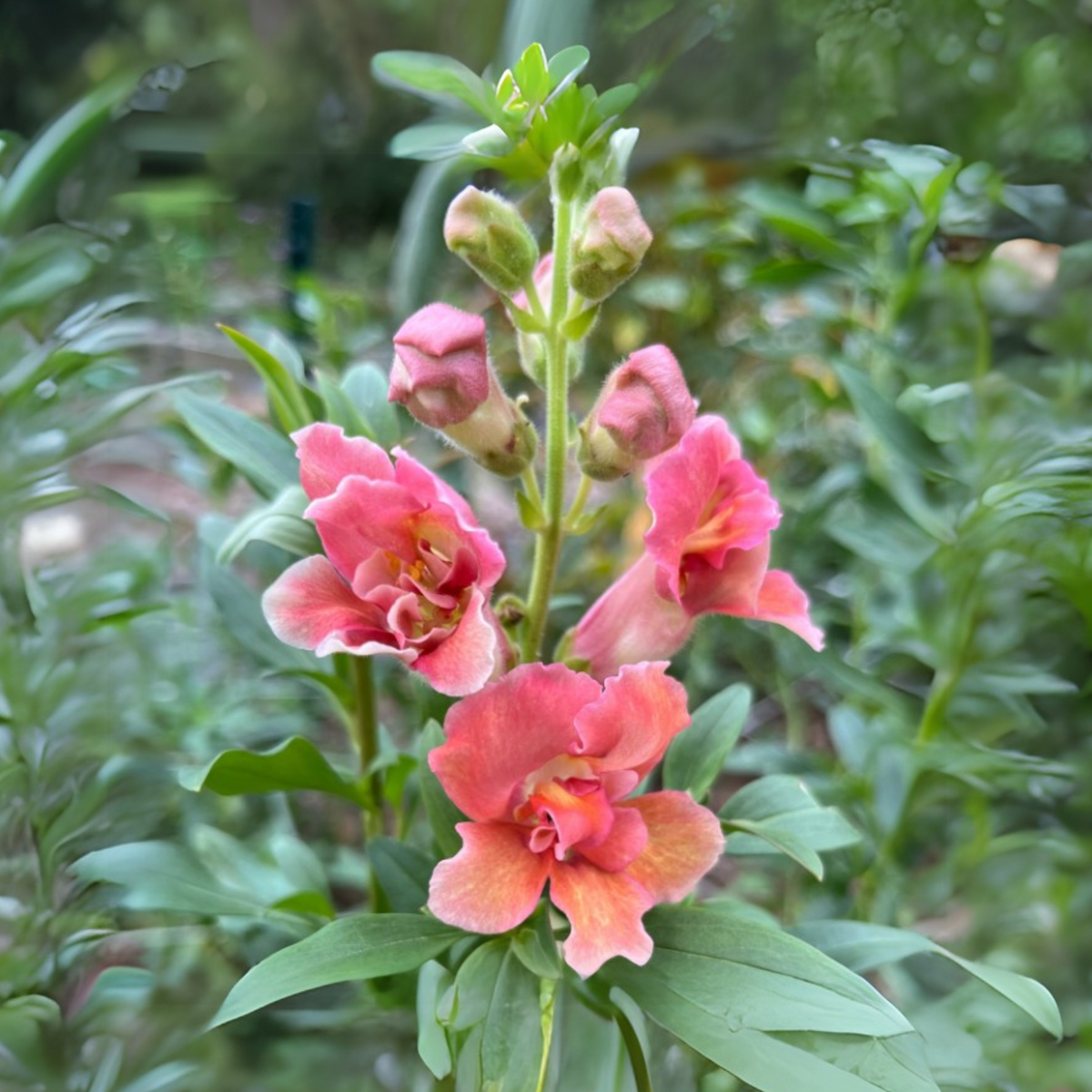 Madame Butterfly Bronze Snapdragon Seeds - Cold Resistant, 30 seeds