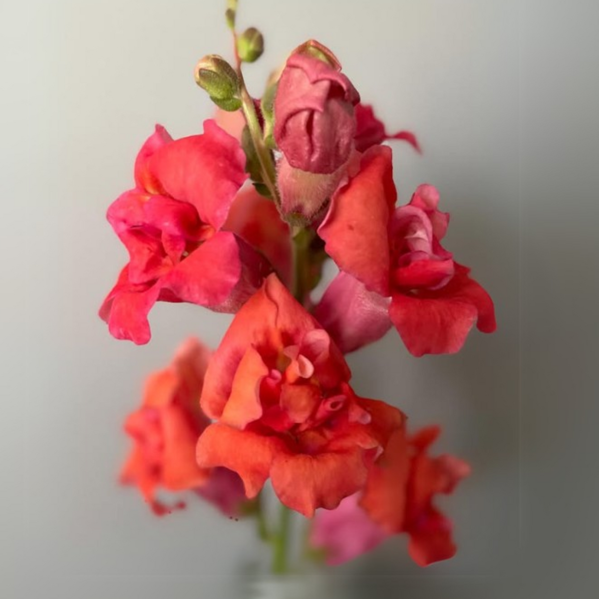 Madame Butterfly Bronze Snapdragon Seeds - Cold Resistant, 30 seeds