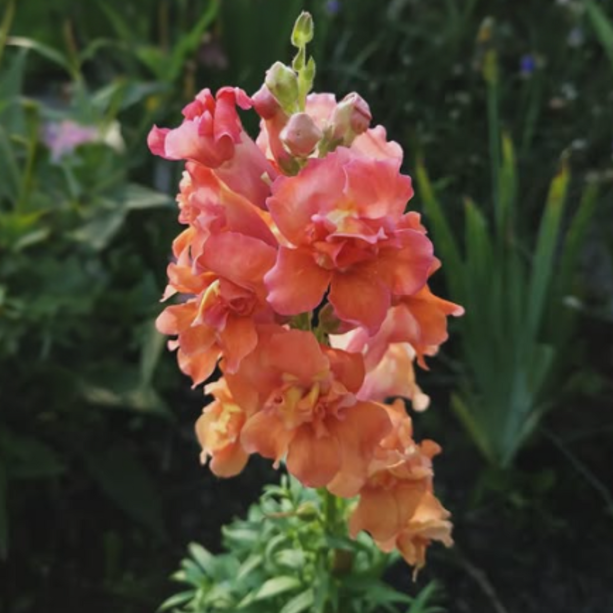 Madame Butterfly Bronze Snapdragon Seeds - Cold Resistant, 30 seeds