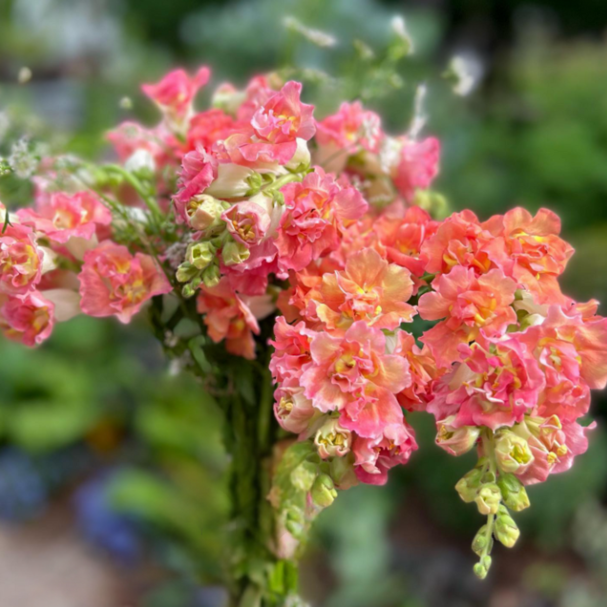 Madame Butterfly Bronze Snapdragon Seeds - Cold Resistant, 30 seeds