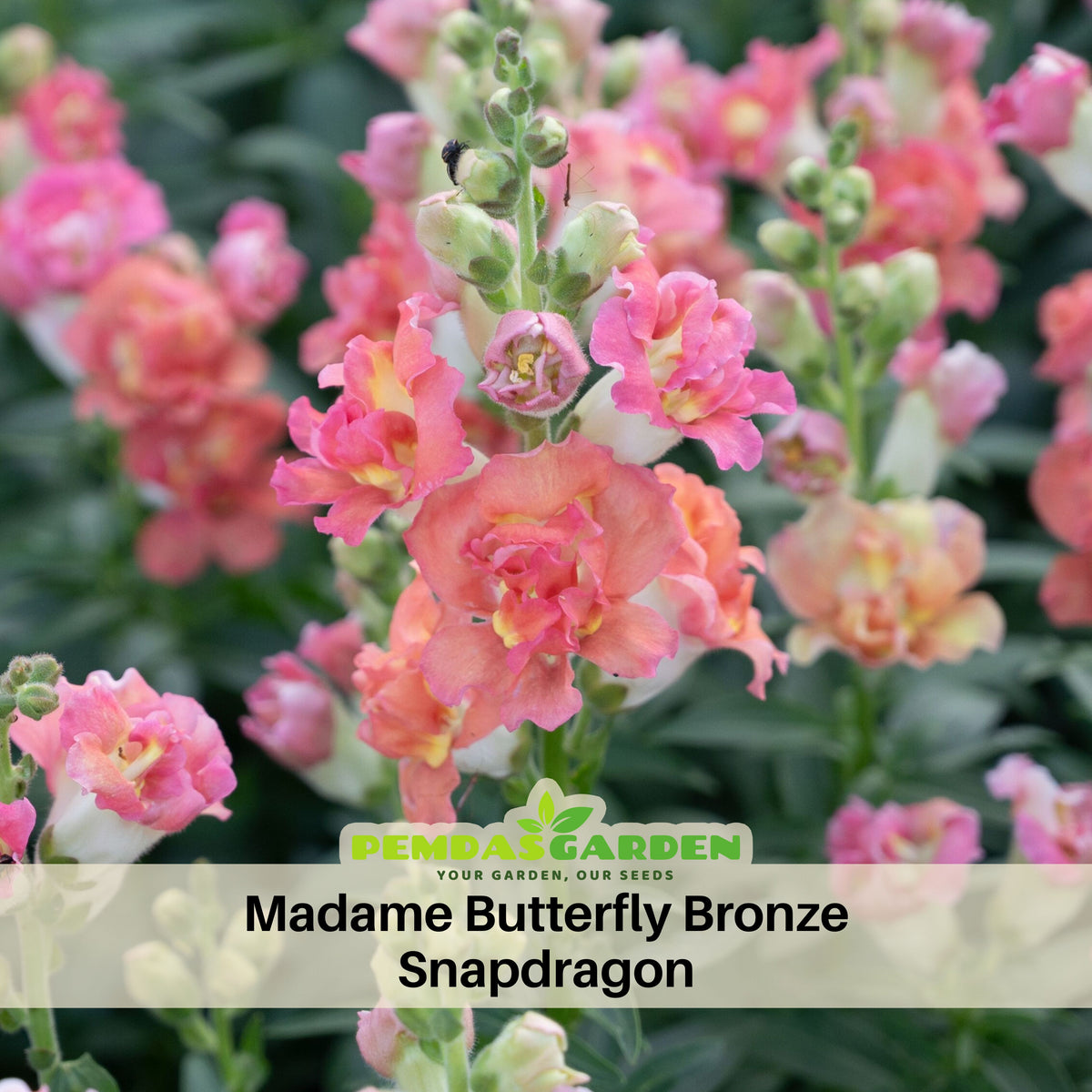 Madame Butterfly Bronze Snapdragon Seeds - Cold Resistant, 30 seeds
