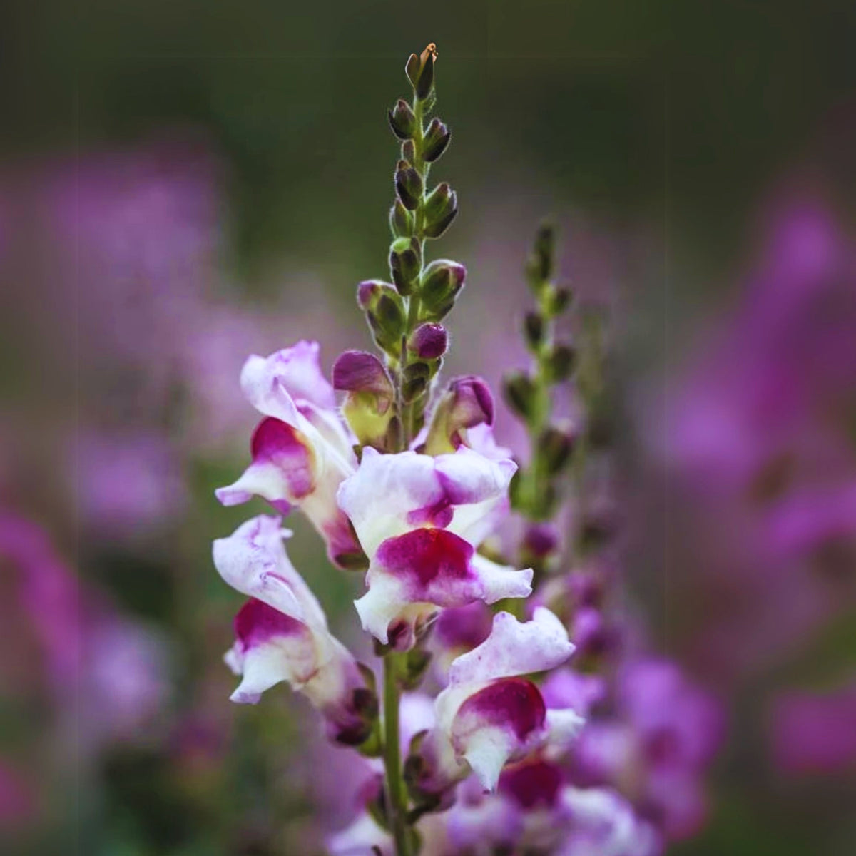 White Red Lucky Lips Snapdragons Seeds - Cold Resistant, 30 seeds