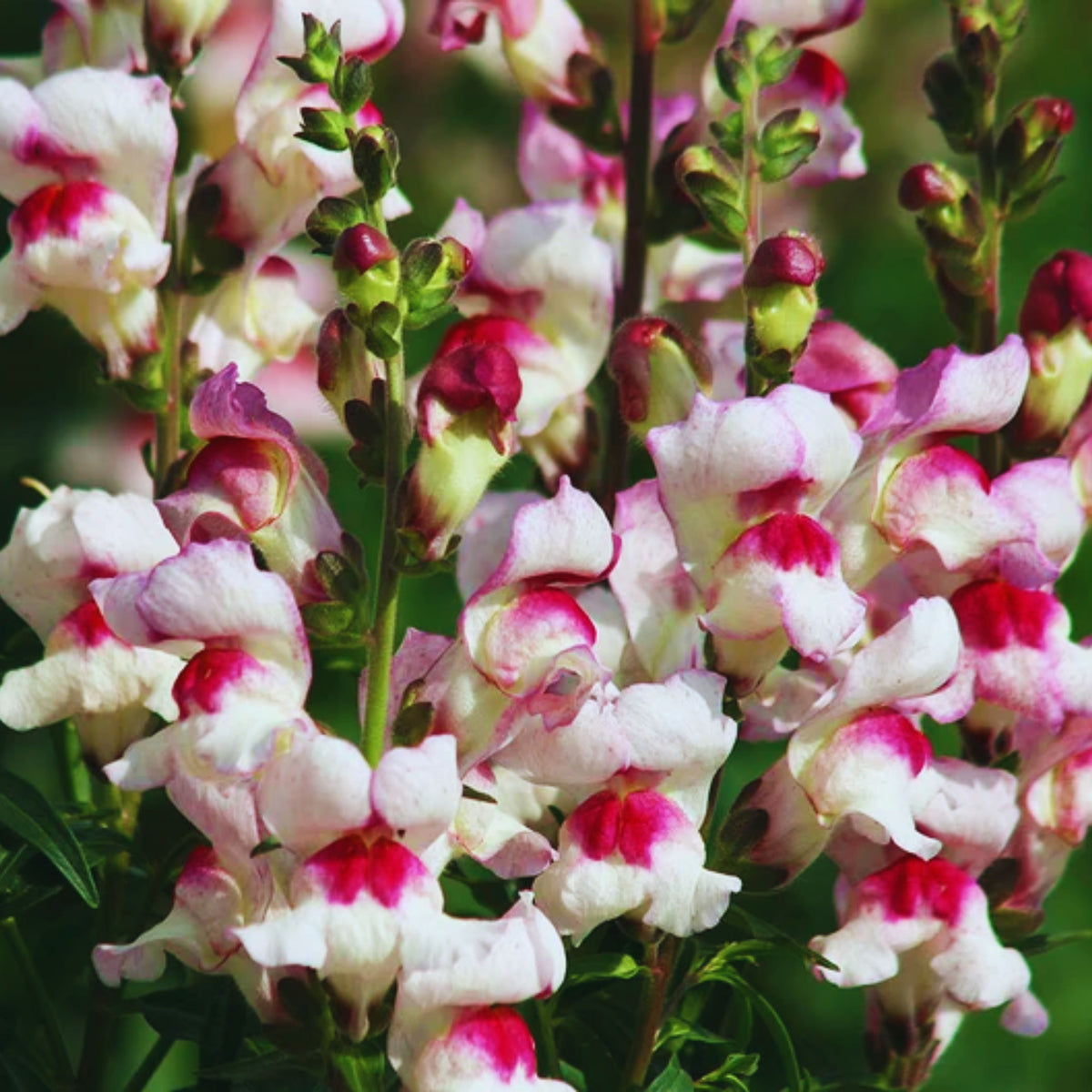 White Red Lucky Lips Snapdragons Seeds - Cold Resistant, 30 seeds