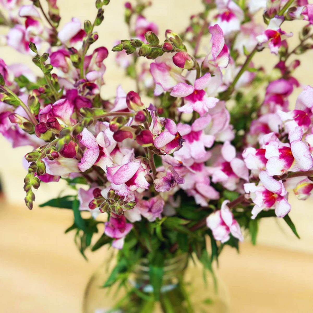 White Red Lucky Lips Snapdragons Seeds - Cold Resistant, 30 seeds