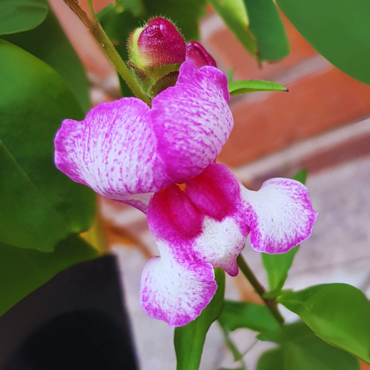 White Red Lucky Lips Snapdragons Seeds - Cold Resistant, 30 seeds