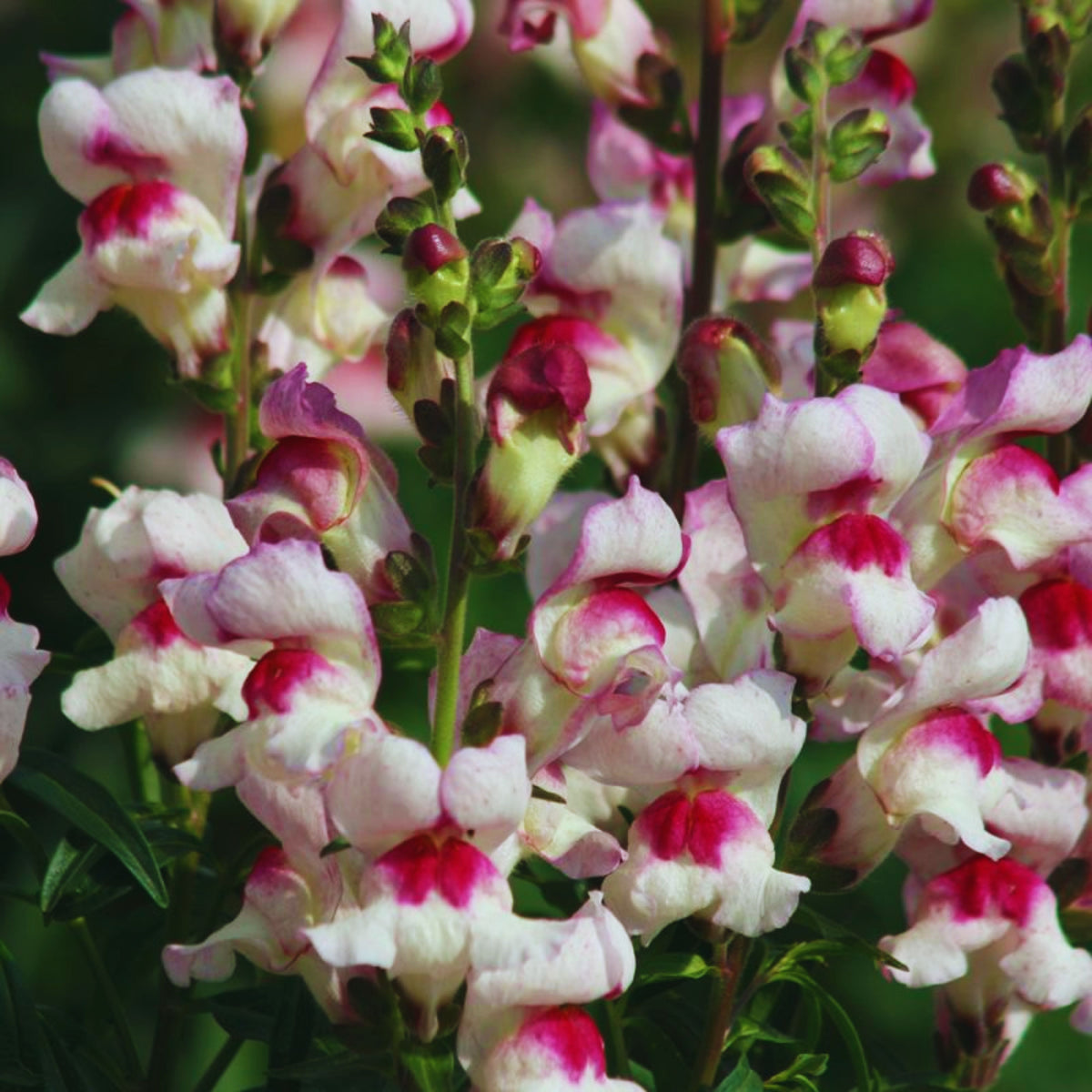 White Red Lucky Lips Snapdragons Seeds - Cold Resistant, 30 seeds