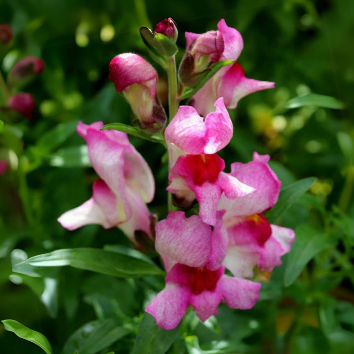 White Red Lucky Lips Snapdragons Seeds - Cold Resistant, 30 seeds