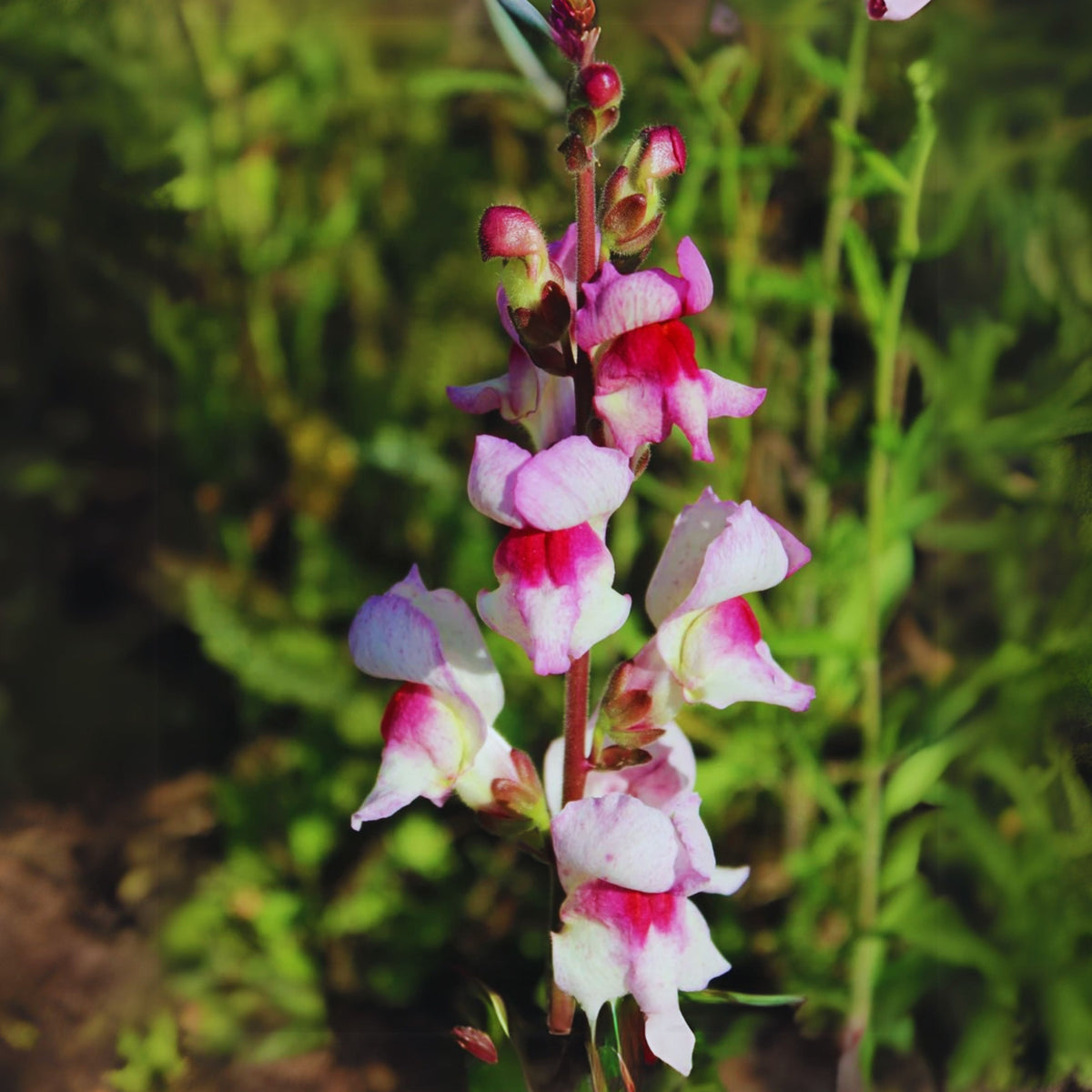 White Red Lucky Lips Snapdragons Seeds - Cold Resistant, 30 seeds