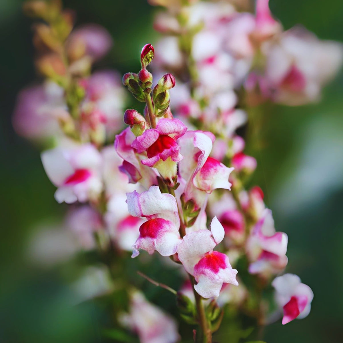 White Red Lucky Lips Snapdragons Seeds - Cold Resistant, 30 seeds