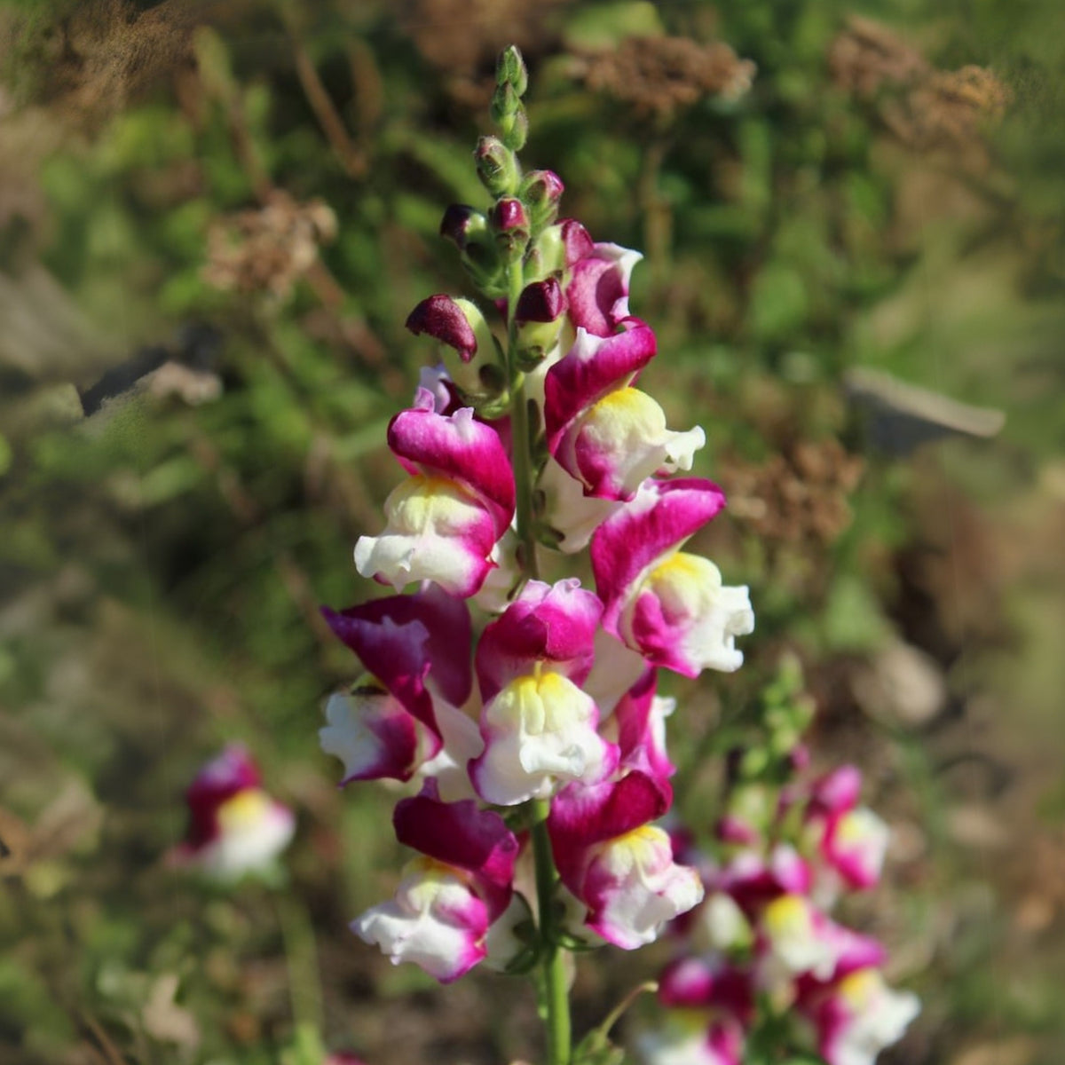 White Red Lucky Lips Snapdragons Seeds - Cold Resistant, 30 seeds