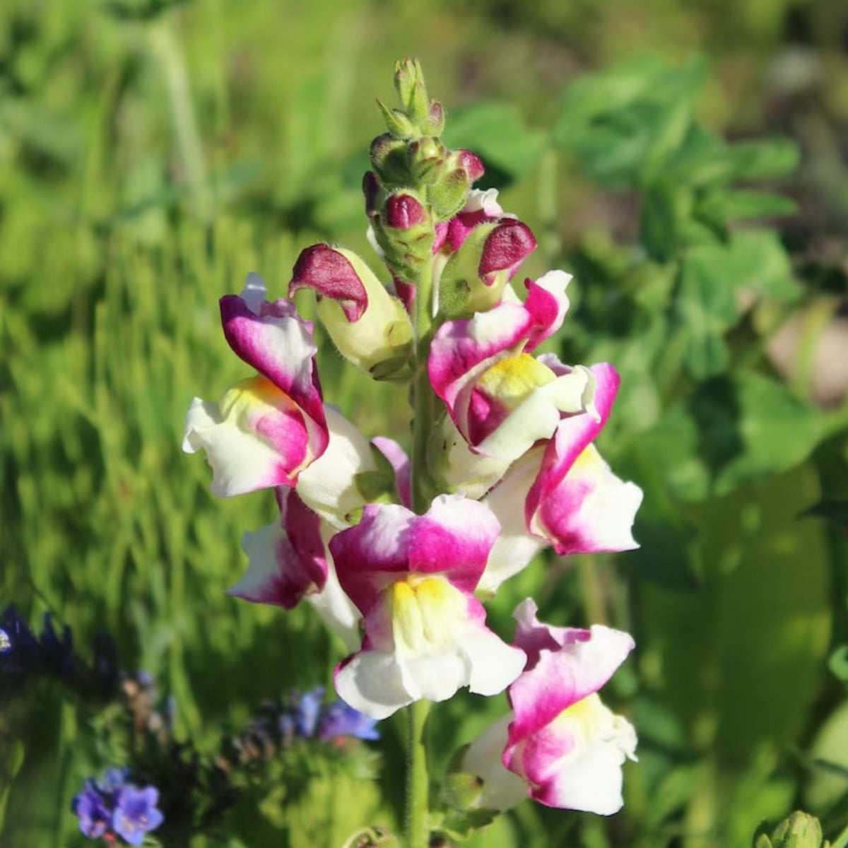 White Red Lucky Lips Snapdragons Seeds - Cold Resistant, 30 seeds