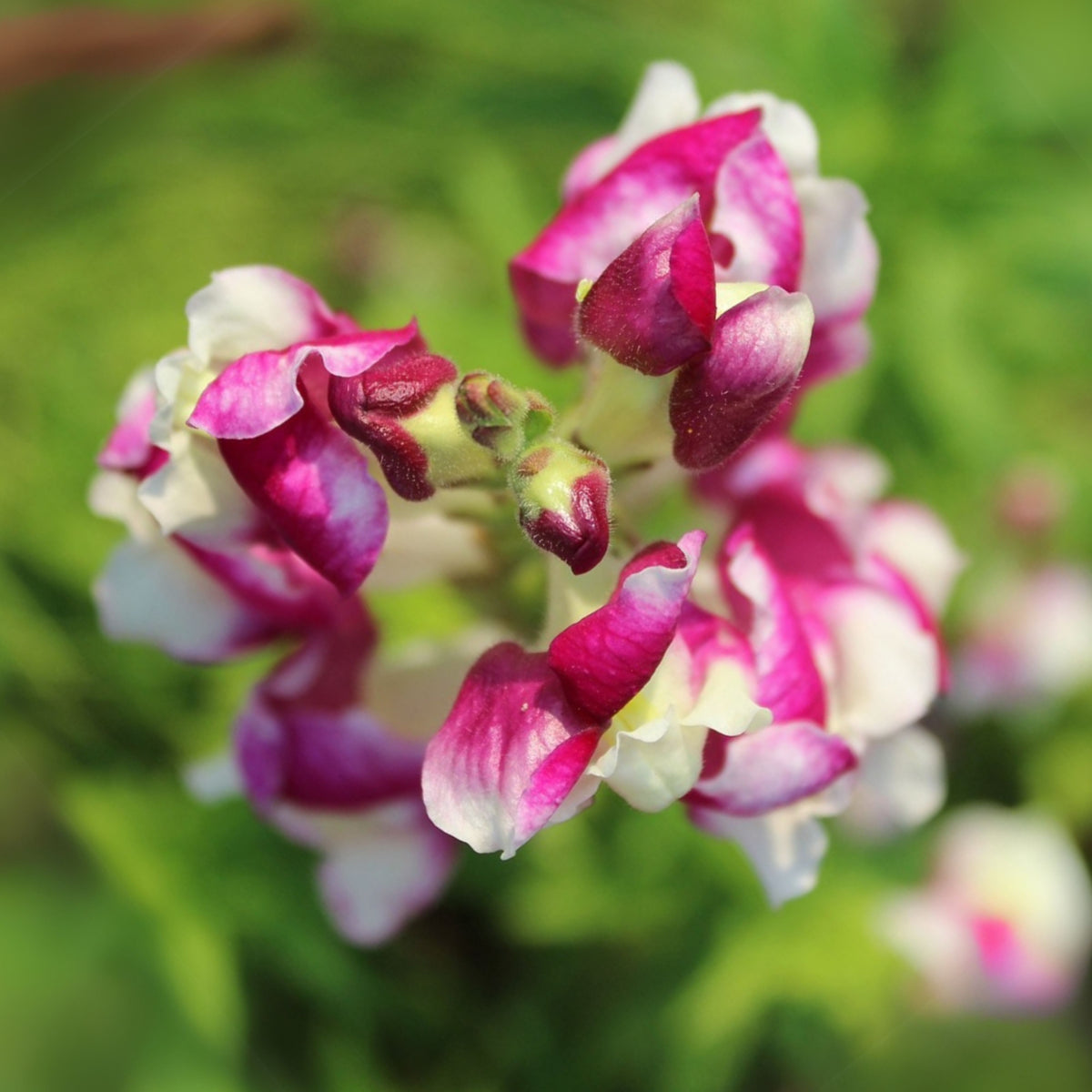 White Red Lucky Lips Snapdragons Seeds - Cold Resistant, 30 seeds