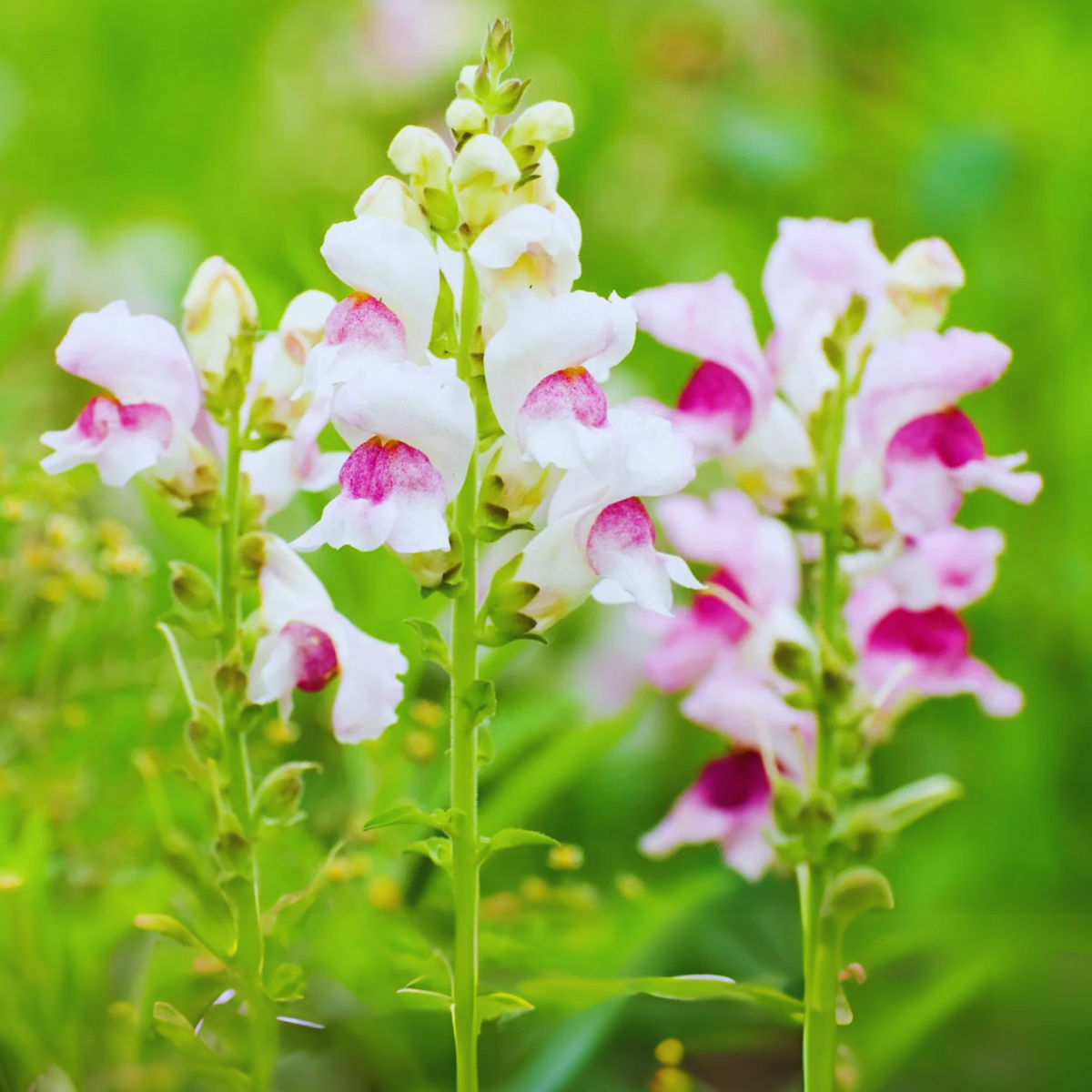 White Red Lucky Lips Snapdragons Seeds - Cold Resistant, 30 seeds