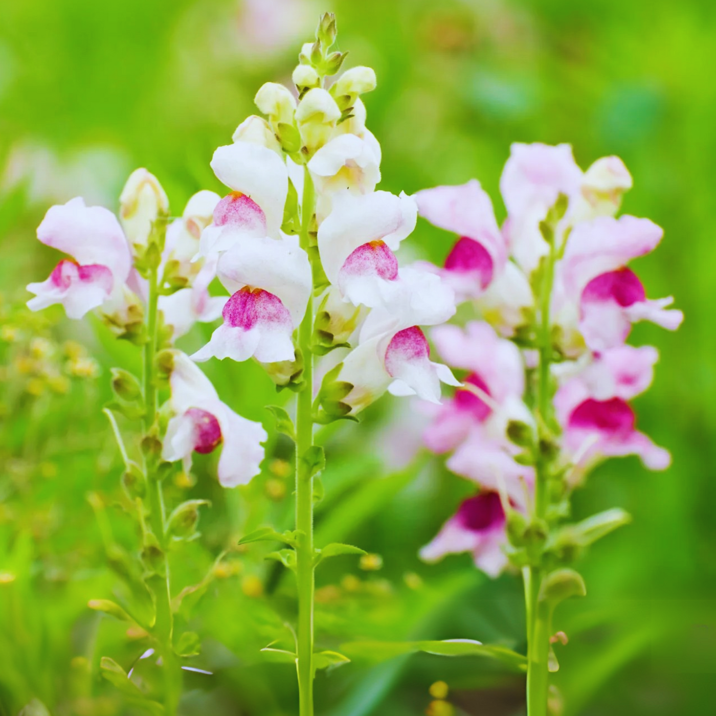 red lip flower seeds 30 Seeds| White Red Lucky Lips Snapdragons Seeds - Cold Resistant