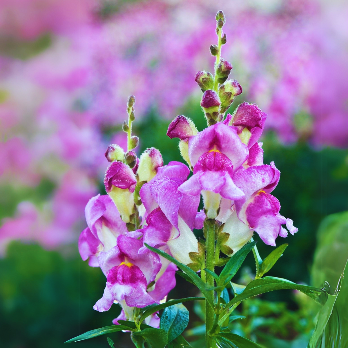 White Red Lucky Lips Snapdragons Seeds - Cold Resistant, 30 seeds