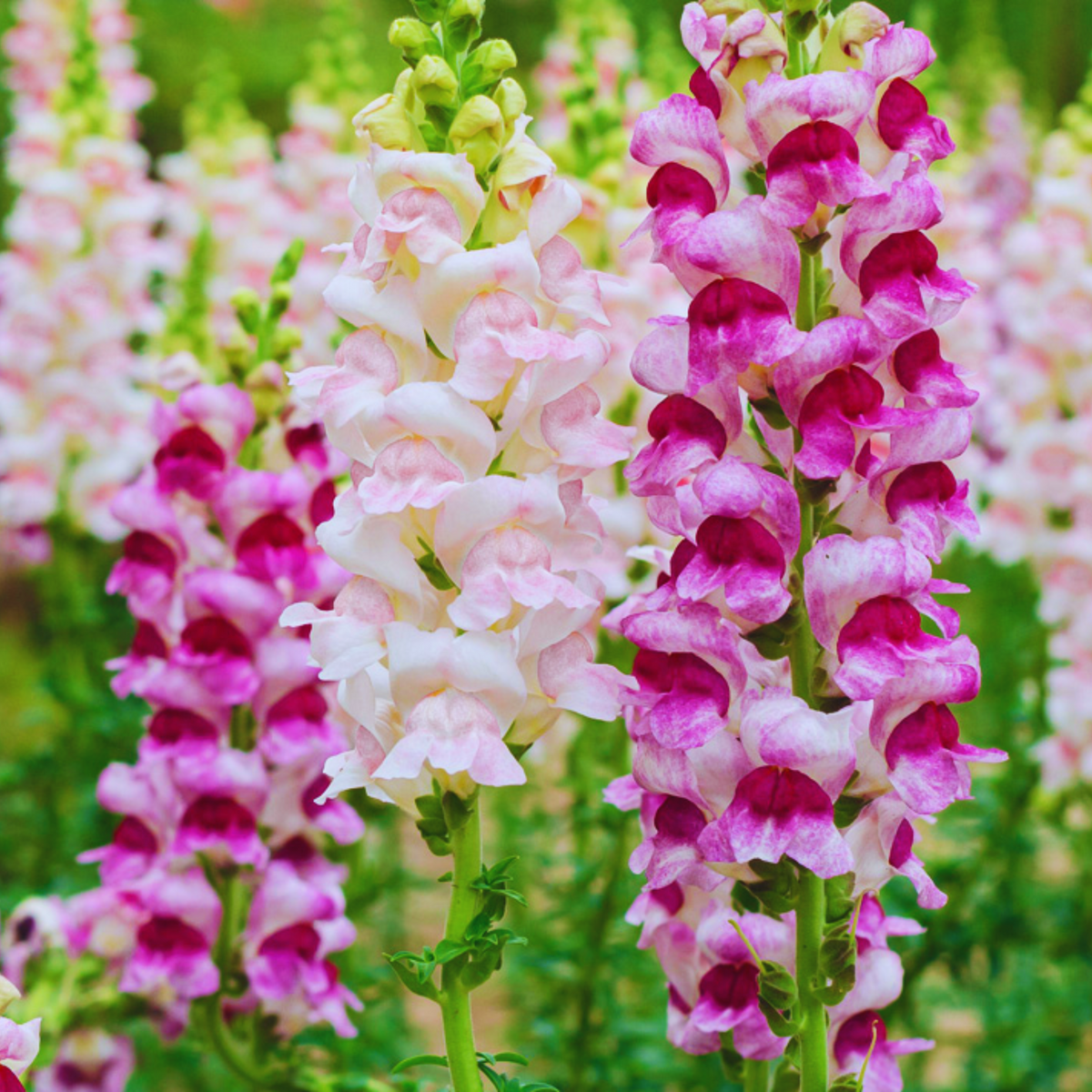 White Red Lucky Lips Snapdragons Seeds - Cold Resistant, 30 seeds