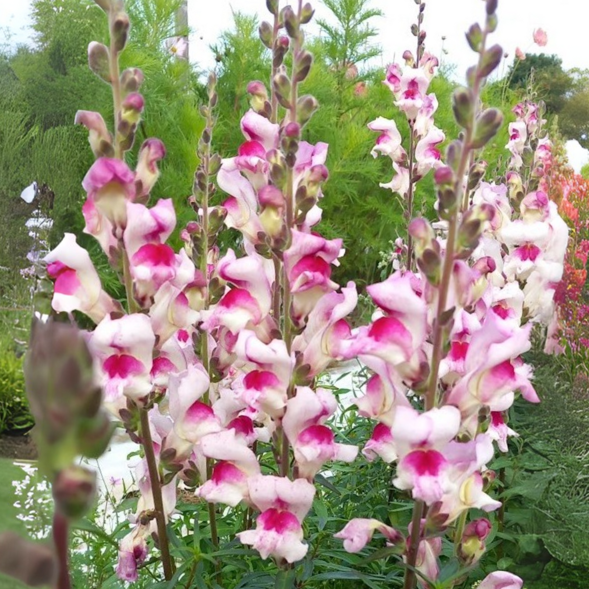 White Red Lucky Lips Snapdragons Seeds - Cold Resistant, 30 seeds