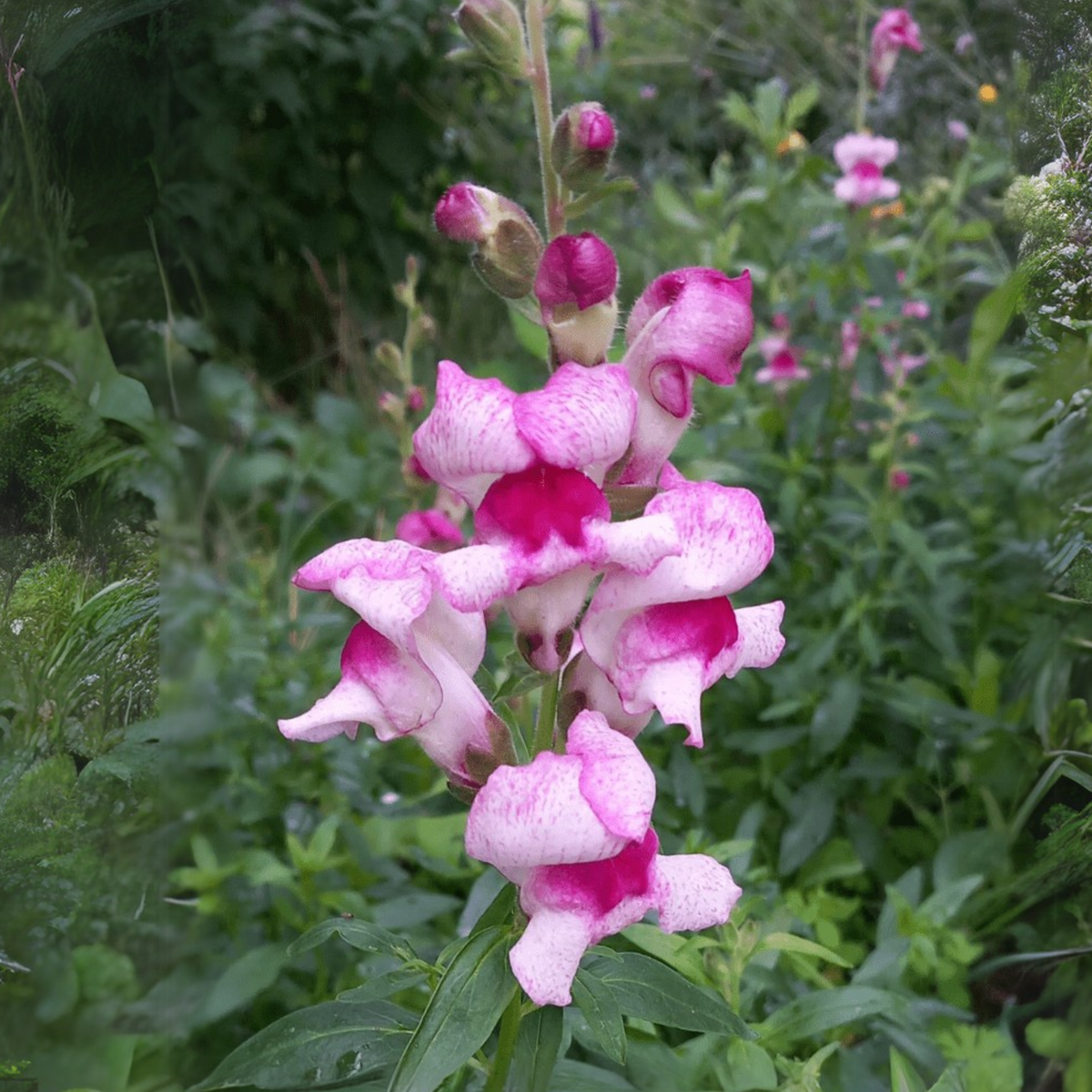 White Red Lucky Lips Snapdragons Seeds - Cold Resistant, 30 seeds