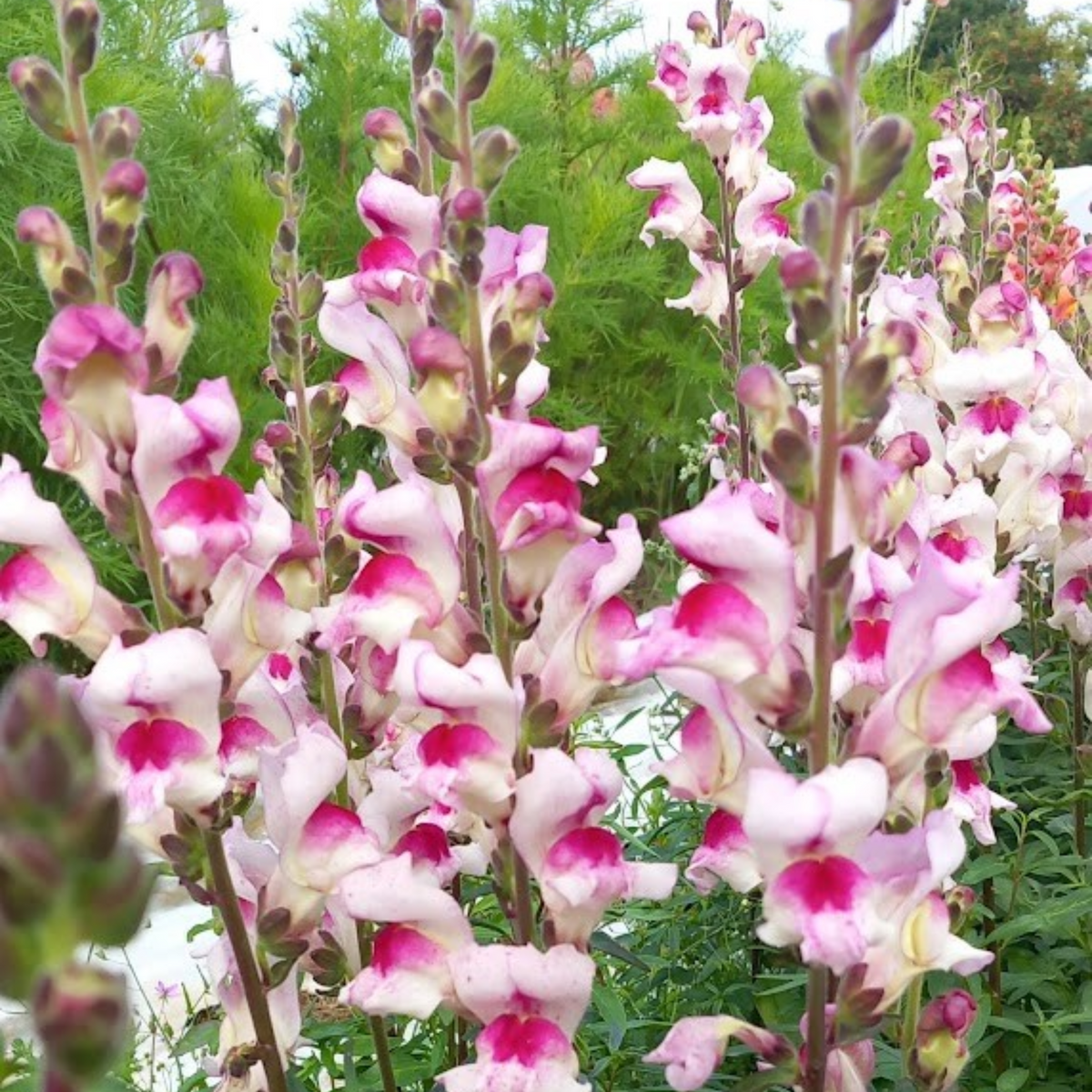 White Red Lucky Lips Snapdragons Seeds - Cold Resistant, 30 seeds