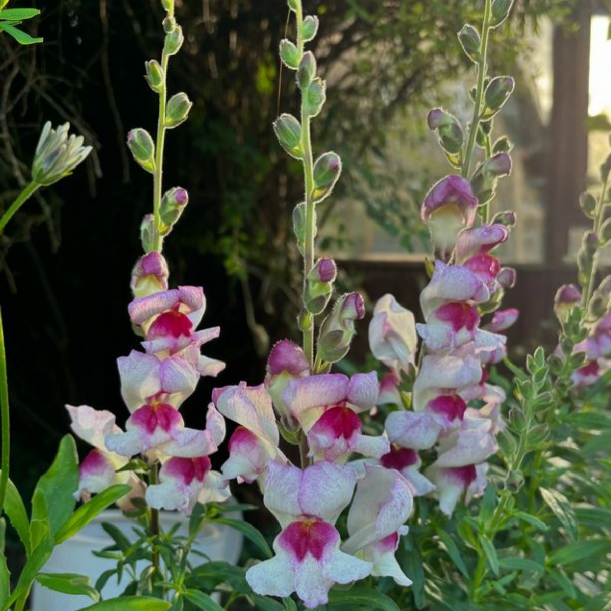 30 Seeds| White Red Lucky Lips Snapdragons Seeds - Cold Resistant - Attracts pollinators - Open-Pollinating - Plant before the frost/after frost - #30